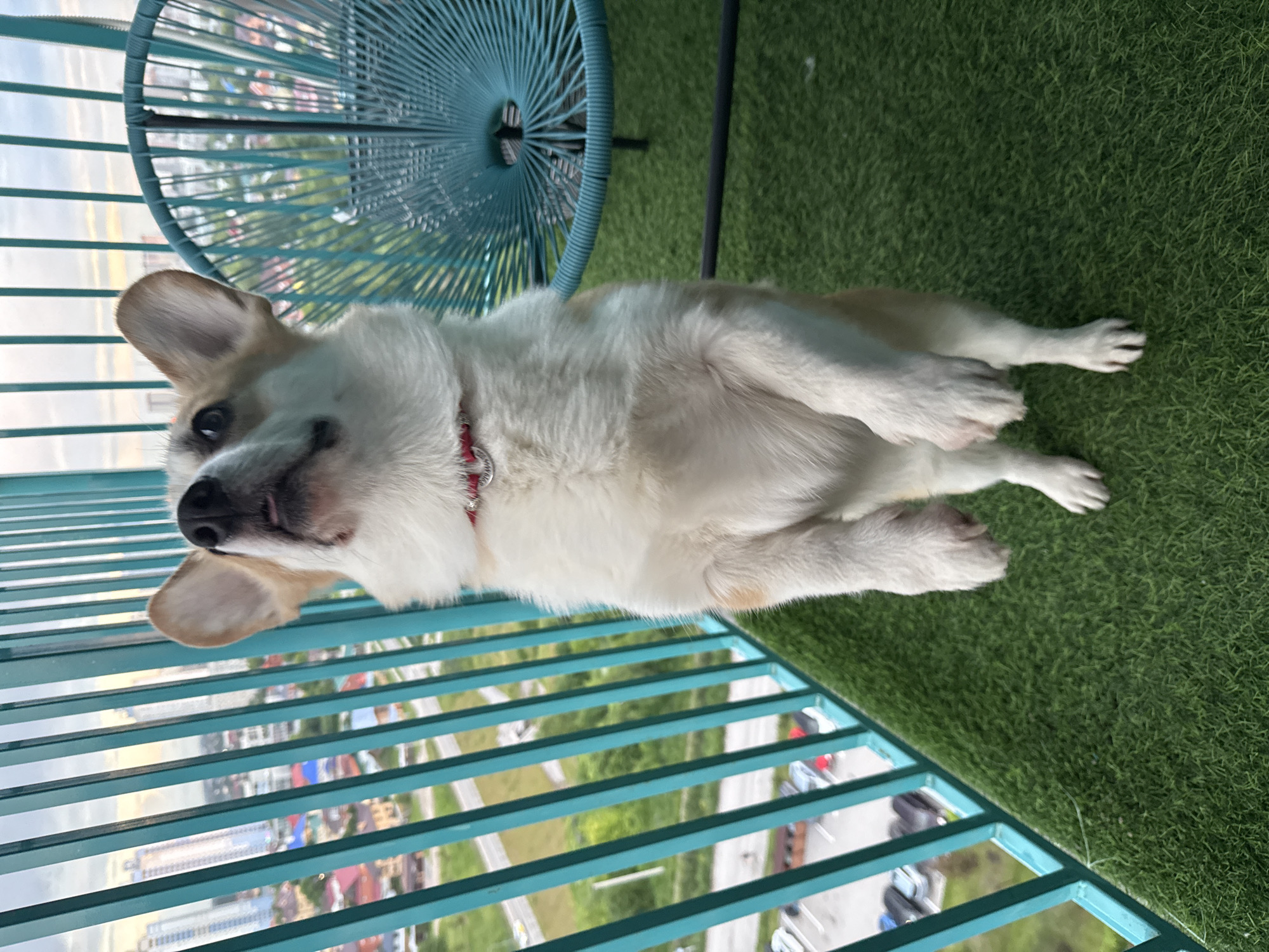 A corgi dog stands on its hind legs on a balcony with artificial turf flooring. The dog is facing upwards, with its ears perked and its tongue slightly out. It is wearing a red collar with a silver tag. In the background, there is a teal outdoor chair, a teal railing, and a cityscape visible through the railing. The cityscape includes buildings of various heights and a sky with soft clouds. The flooring on the balcony is bright green artificial turf. The overall scene appears to be a residential balcony with a view of a city. The location is not the city of Perm, Russia.