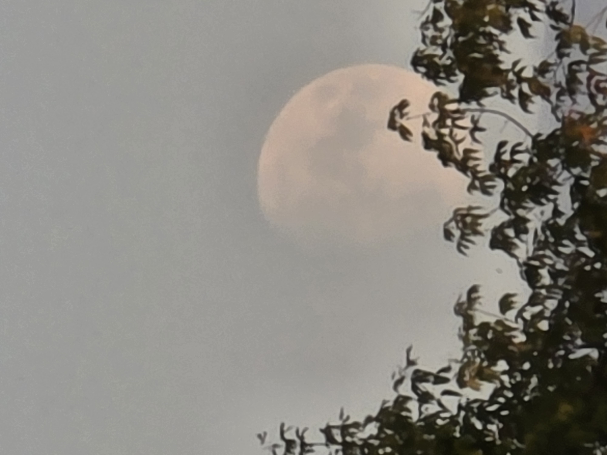 The image shows a full moon peeking through the branches of a tree. The moon is large and pale pink, with some cloud cover obscuring parts of its surface. The tree branches are dark green and appear to be in the foreground, with the moon in the background. The sky is overcast and gray. The scene is lit by the soft light of the moon.