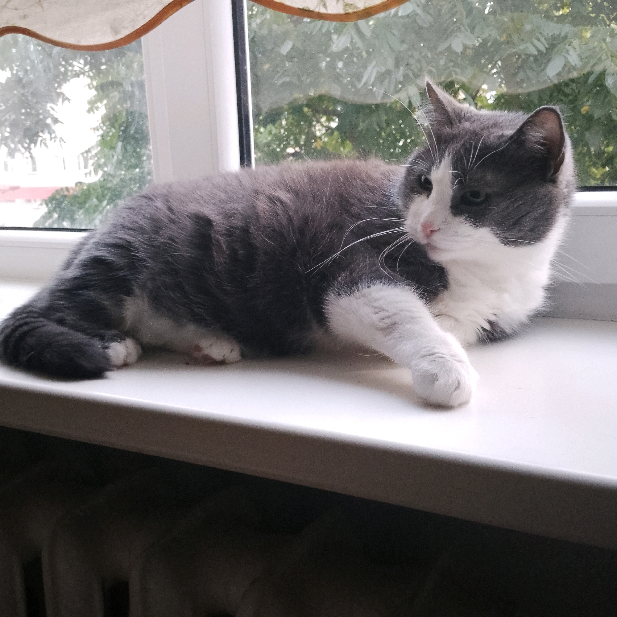 A medium shot captured from a slightly low angle shows a grey and white cat lying on a white windowsill. The cat is oriented to the right, with its body curled and its head turned back towards the viewer. Its fur is a mix of grey and white, with white markings on its chest, paws, and face. The cat's eyes are open, and its pink nose is visible. Its tail is curled around its body, and one white paw is extended forward.
The windowsill is smooth and white, contrasting with the dark radiator visible below. Behind the cat, a window looks out onto a view of green trees and what appears to be a building facade in the distance. The light filtering through the window suggests it is daytime. A beige curtain with a patterned edge is visible at the top of the window frame.
The scene appears to be an interior setting, likely a residential room, given the presence of the windowsill, curtain, and radiator. The image does not provide specific clues to pinpoint a location within the city of Narva, Estonia, beyond suggesting a typical urban or suburban residential environment.