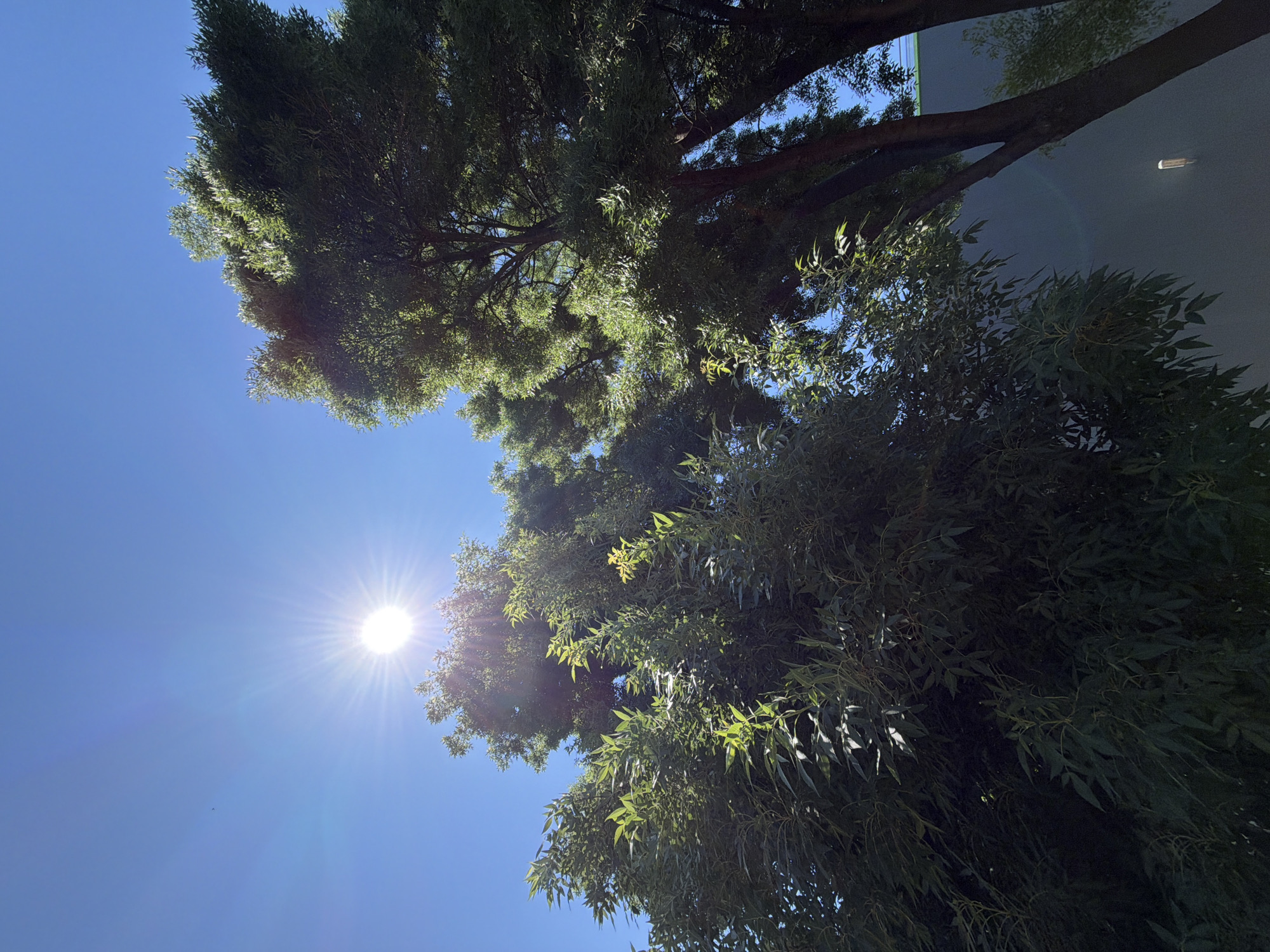 A low-angle shot captures a bright sun directly overhead against a clear blue sky, with its rays fanning out. Two trees fill the majority of the frame, their dense foliage partially obscuring the sky. The tree on the left is smaller and closer to the viewer, with its leaves catching the sunlight. The larger tree on the right leans into the frame from the right side, its dark bark contrasting with the bright sky. In the background, a portion of a modern building with a grey wall and a green stripe is visible. A single light fixture is attached to the wall.