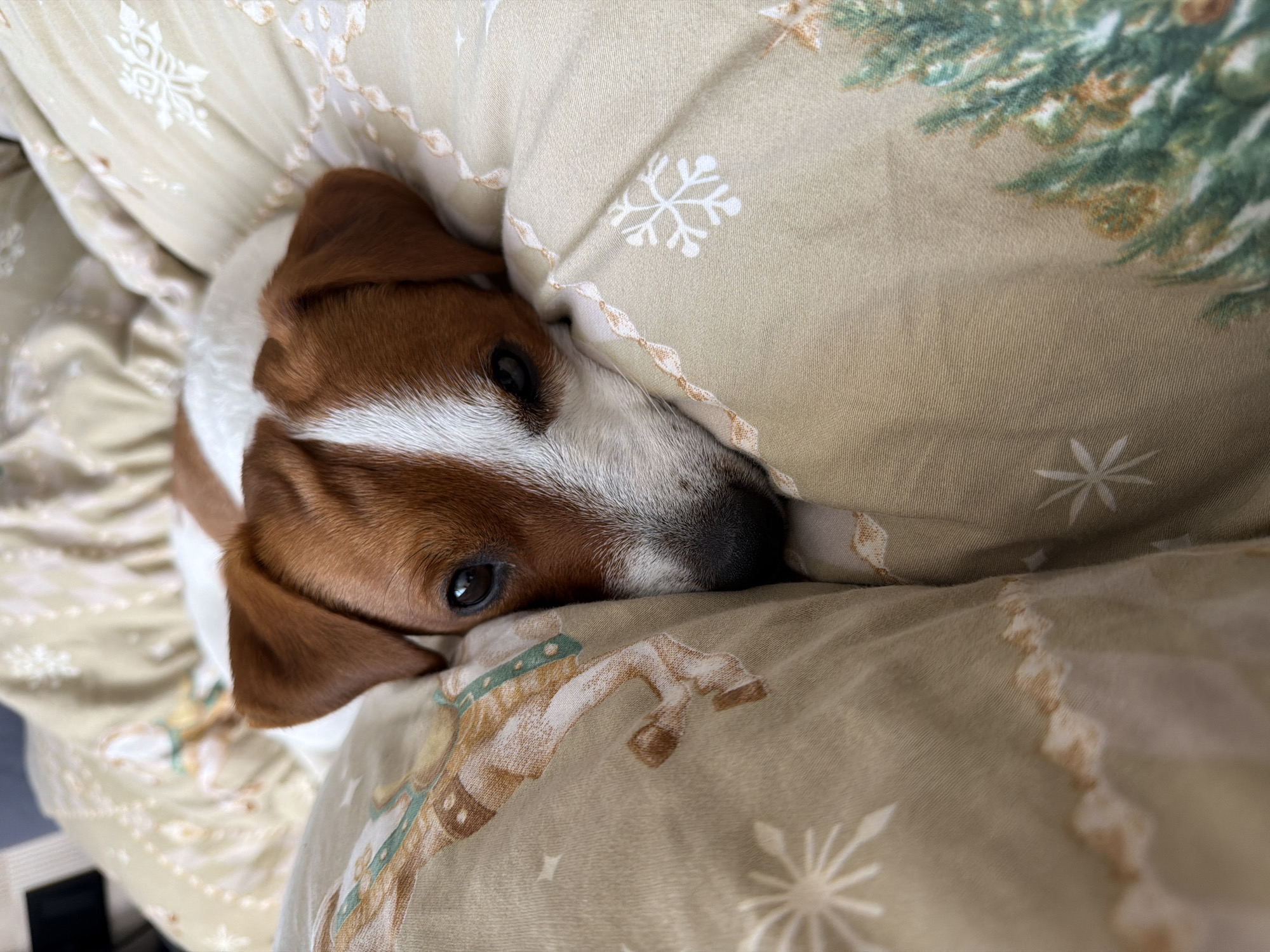 A close-up, eye-level shot focuses on the face of a Jack Russell Terrier, peeking out from under a light-colored, patterned blanket. The dog's brown and white fur is visible, with its dark, expressive eyes looking directly at the camera. The blanket has a festive design, featuring snowflakes and what appear to be images of horses or reindeer, with a hint of a Christmas tree pattern on the right side. The lighting suggests it is daytime, but the indoor setting and the dog's cozy posture imply a relaxed, home environment. The dog's expression appears calm and perhaps a little sleepy or curious. The background is softly blurred, emphasizing the dog and the blanket. The location context is Moscow, Russia. There is no visible text in the image.