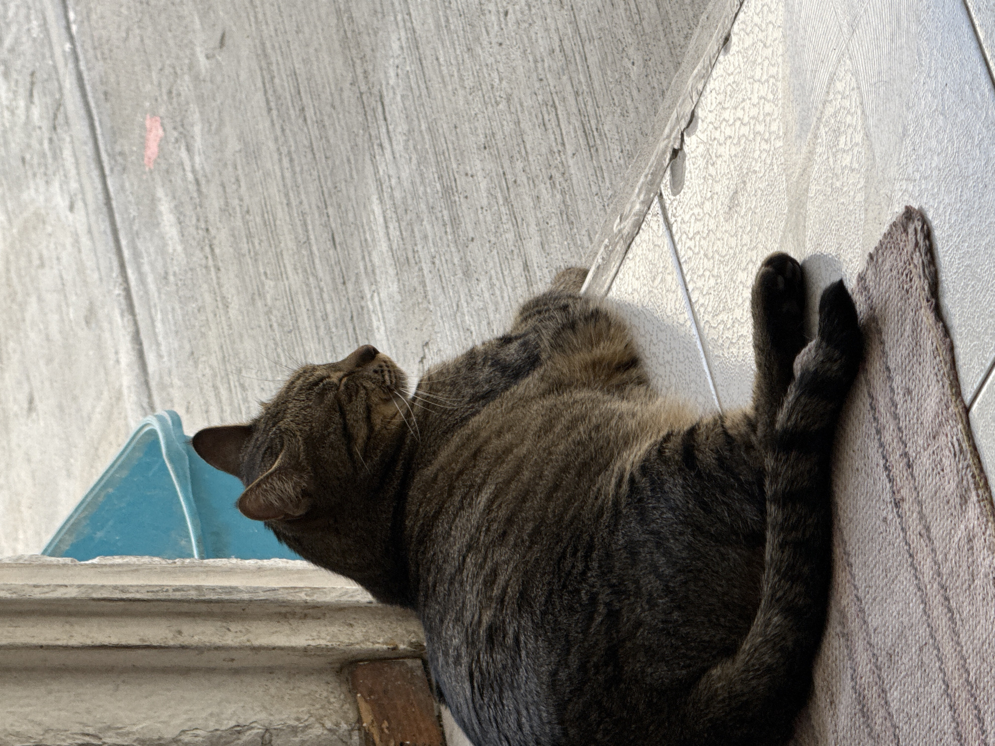 A tabby cat is lying on its side on a light-colored rug placed on white floor tiles. The cat's head is tilted upwards, and its legs are extended. A portion of a blue container is visible near the cat's head. The background includes a gray wall or surface with a pink mark. It is not possible to determine the location in the city of Puebla, Mexico, from the image.