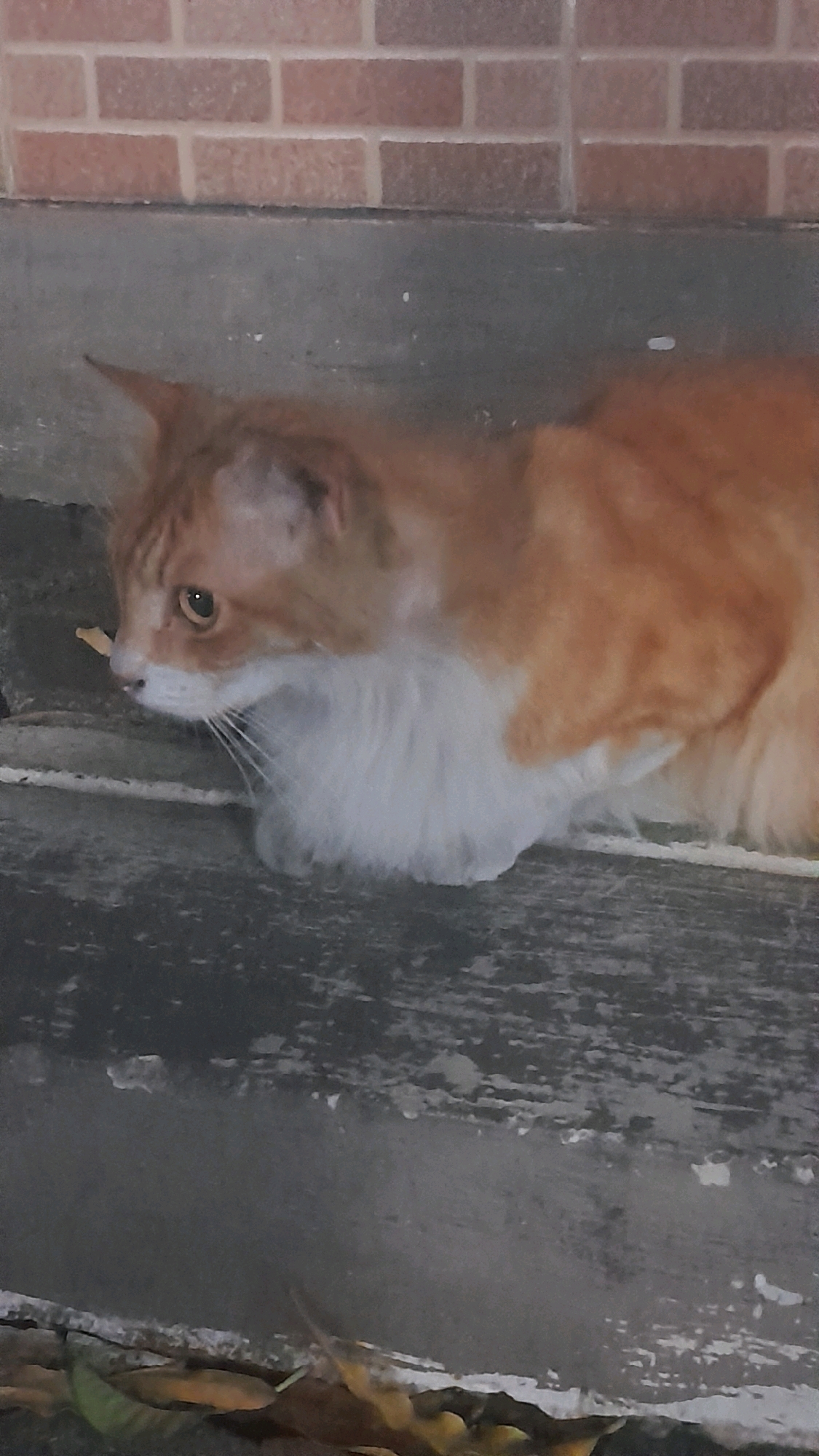 An orange and white cat is lying down on concrete steps. The cat is facing to the left of the frame. Behind the cat is a brick wall. The steps are weathered and appear to be outdoors. Leaves are scattered on the bottom of the frame. The scene is likely in a residential area of Bandung City, Indonesia, given the architectural style of the brick wall and the presence of outdoor steps.