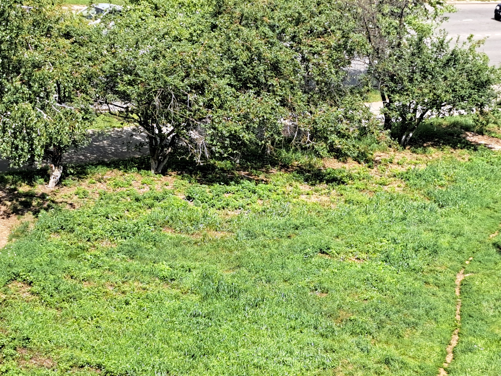 This image shows an aerial view of a grassy area with several trees, a paved path, and a road in the background. The scene appears to be in a residential or park area, likely within the city of Irkutsk, Russia, given the context. The trees are leafy and green, suggesting it is springtime or summer. The grass is also green and somewhat uneven, with some patches of dry earth visible. A narrow, winding path cuts through the grass. In the background, a paved road is visible with a small portion of a dark-colored vehicle on the right side of the image. There are no people or overt signs of human activity other than the presence of the road and path. The lighting suggests it is daytime, with shadows cast by the trees.