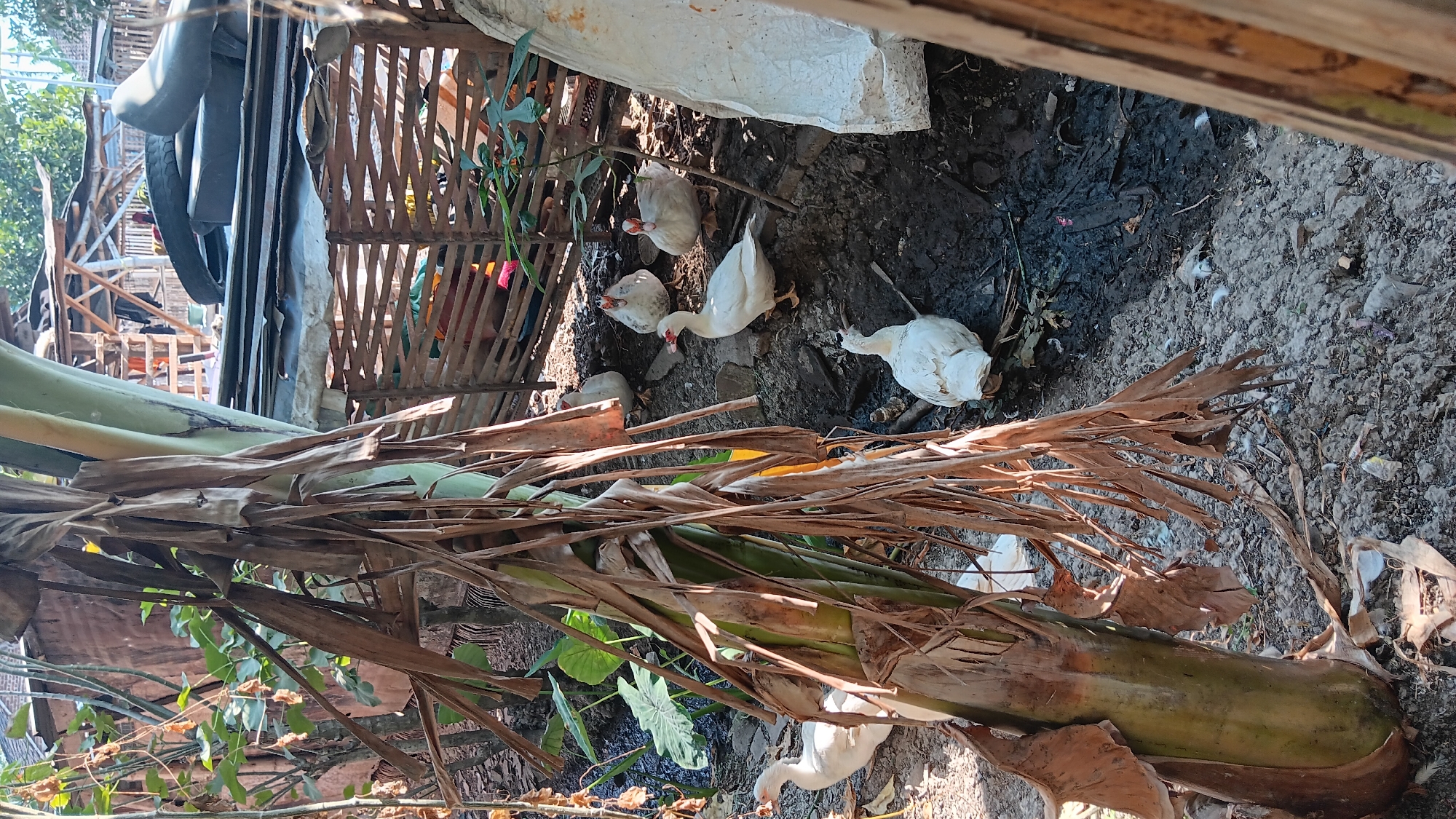 The image depicts an outdoor scene in what appears to be a rural or semi-rural environment, possibly Sonobekel, Indonesia, characterized by a banana tree trunk and dried fronds in the foreground. Several white ducks are present, scattered around a muddy area. In the background, there is a wooden structure with a thatched or corrugated roof, and a pile of tires. The ground is covered with dirt, stones, and debris, with some green foliage visible. The lighting suggests it is daytime with sunlight casting shadows.