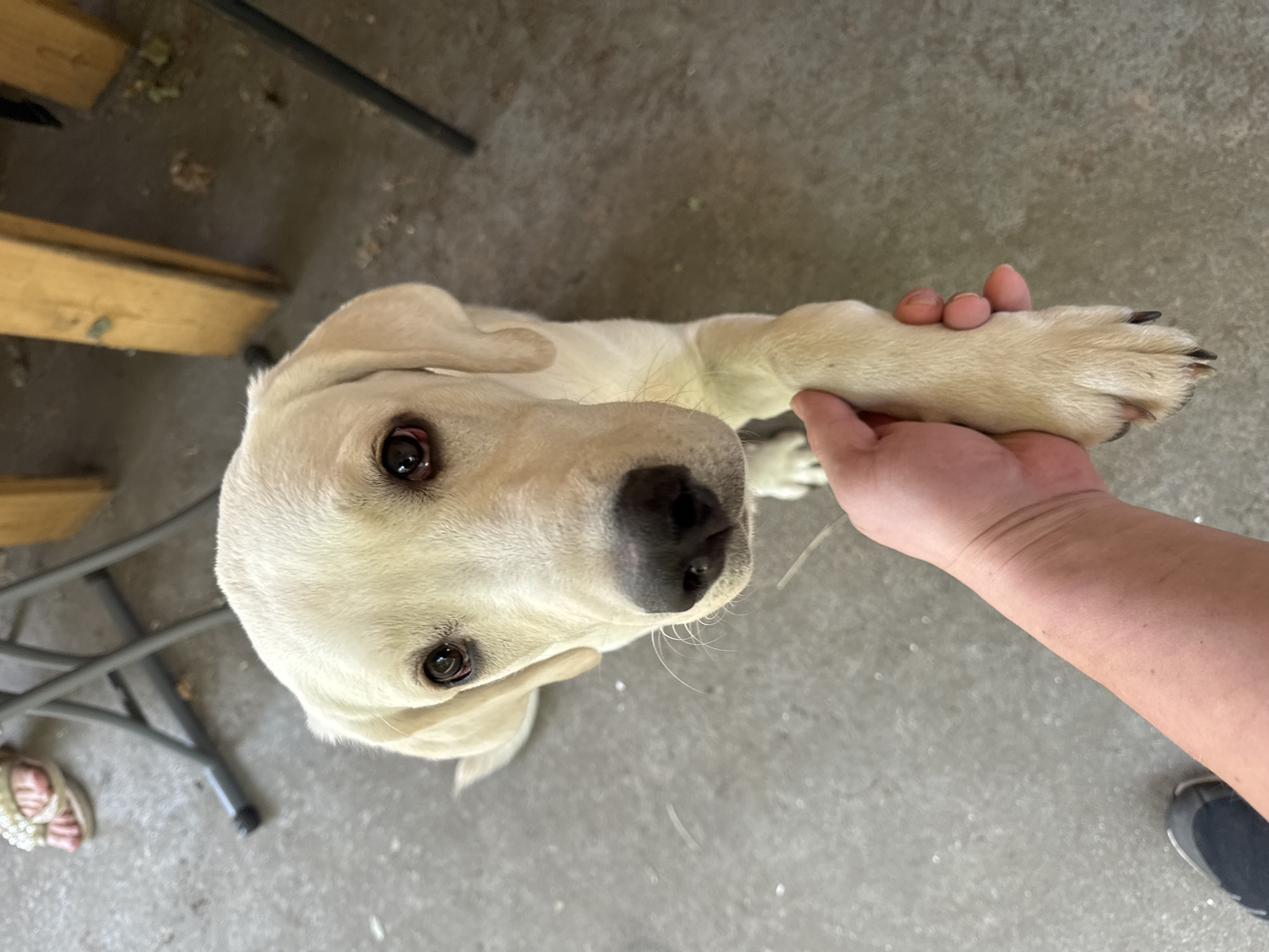 A light-colored Labrador puppy is held by the paw by a person's hand. The puppy's head is tilted up and its eyes are looking at the camera. The background is a concrete floor with some debris and wooden structures. The scene appears to be outdoors, possibly in a yard or patio area. The image does not contain enough information to determine the location in Revelstoke, Canada.