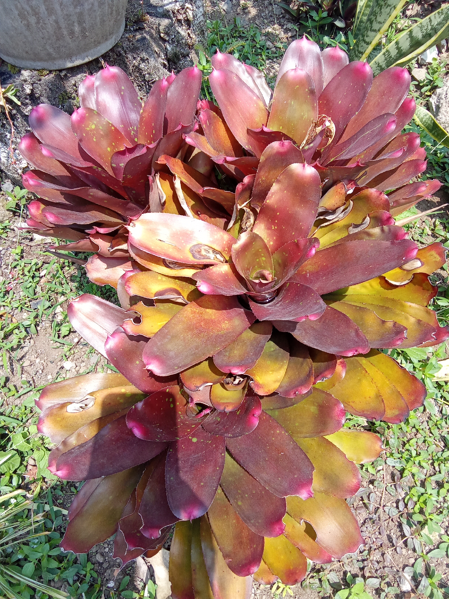 A close-up, top-down shot captures a cluster of bromeliads with large, leathery leaves in shades of burgundy, deep red, and yellow-green. The leaves are tinged with pink at their pointed tips. Some leaves are speckled with small, lighter green spots. The plants are situated outdoors, with dry soil and small green weeds surrounding them. In the upper left corner, a portion of a grey, cylindrical planter is visible, and in the background to the right, the striped green and yellow leaves of a snake plant are discernible. The lighting suggests a sunny day. The scene is likely located in a garden or outdoor space in Subang, Indonesia.