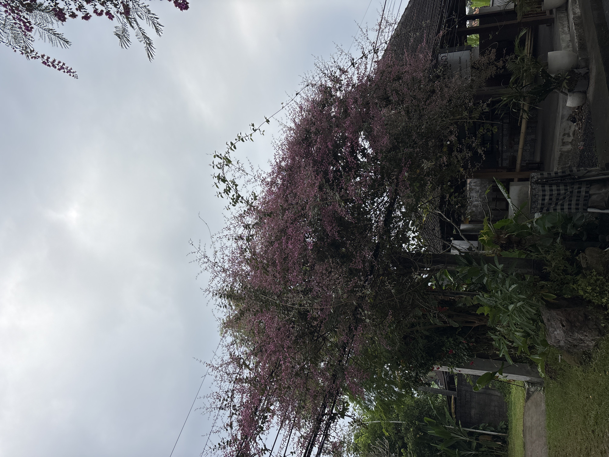 A tree with small pink flowers is in bloom, arching over a pathway and partially obscuring a building with a dark roof and open sides. The building appears to be a restaurant or cafe, with tables and seating visible within. There are several potted plants around the building. Power lines run horizontally across the image, strung between poles and through the tree's branches. To the left of the tree, there is a concrete wall and a patch of green grass. In the background, more greenery and trees are visible. The sky is overcast with a muted, diffused light. The scene is set in Ubud District, Indonesia, suggesting a tropical or subtropical climate.