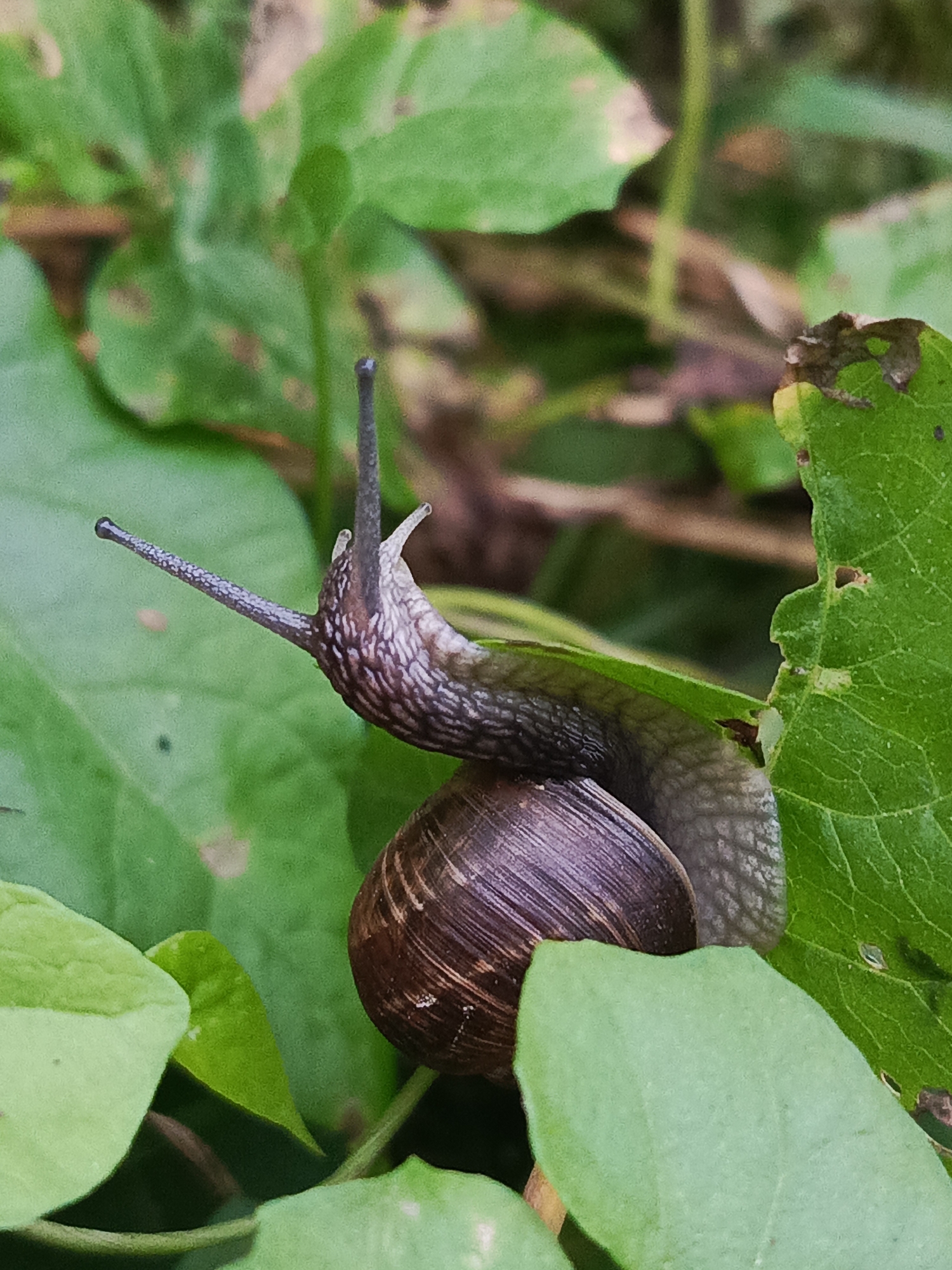 A close-up, eye-level shot captures a snail on green foliage. The snail's shell is a dark, spiraled brown, contrasting with its pale gray body and two long antennae, one of which is extended upwards. The snail appears to be moving or exploring its surroundings amongst lush, vibrant green leaves. The background is softly blurred, suggesting a natural, outdoor environment. There is no indication of the city of Chaikovsky, Russia, or any human presence in the image.