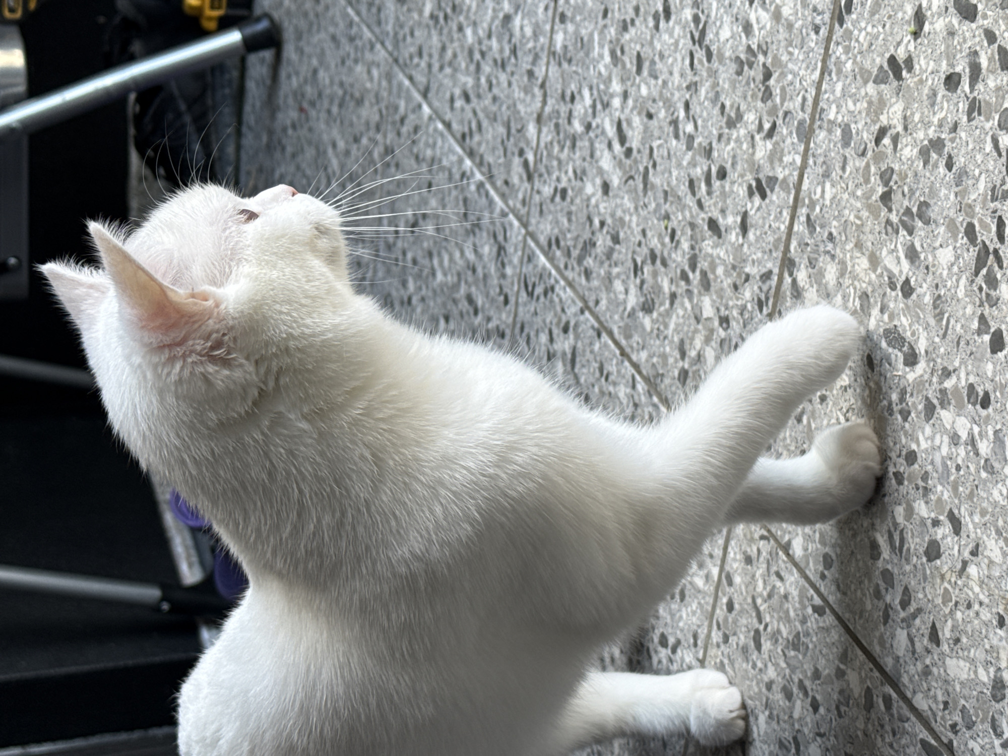 An all-white cat with pink ears and amber eyes is captured in a medium shot, standing on a patterned tile floor. The cat is facing to the right, with its left front leg extended forward in a walking motion. The background is blurred, showing dark furniture and metallic structures. The lighting suggests an indoor or covered outdoor setting, with sunlight illuminating the cat's fur.