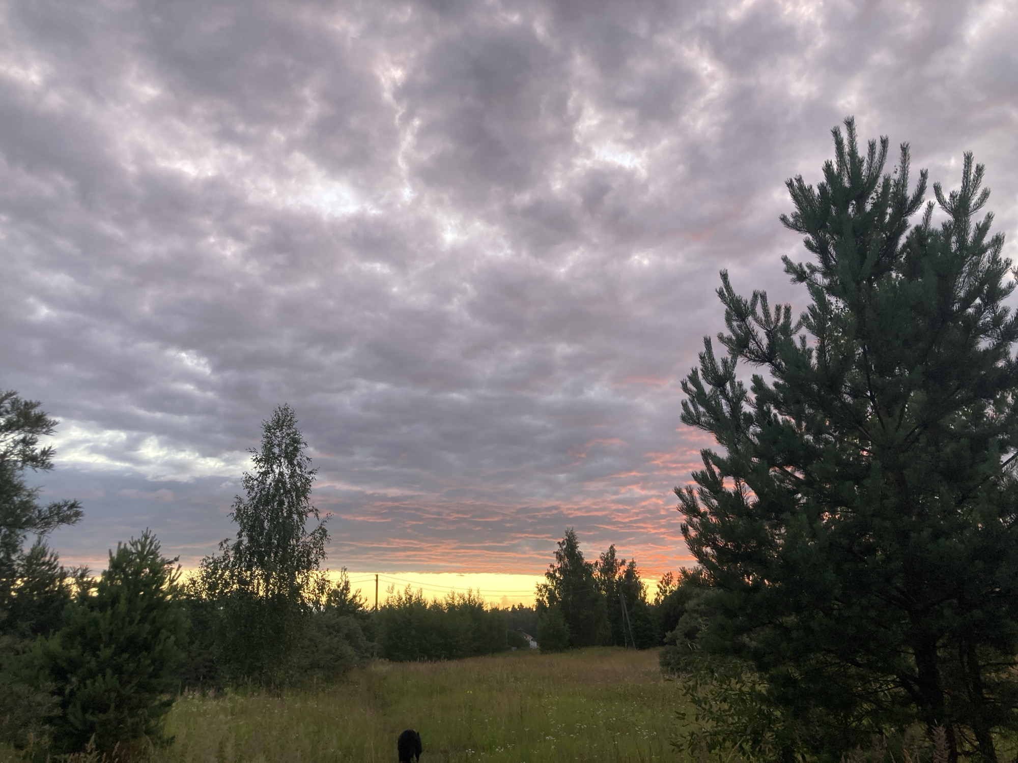A wide-angle shot captures a sunset scene with a cloudy sky over a grassy field with trees. The sky is filled with gray and pink clouds, with the horizon glowing yellow and orange. In the foreground, there is a tall evergreen tree on the right, and a field of tall grass and wildflowers. Several other trees and bushes are visible in the mid-ground, with a distant treeline. A black dog is partially visible in the lower left quadrant of the image. The overall setting appears to be a rural or natural area, potentially within or near the Міханавіцкі сельскі Савет in Belarus.