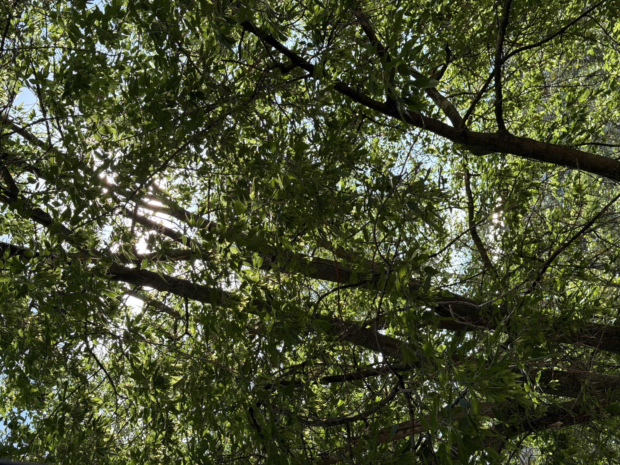 The image depicts a dense canopy of green foliage from deciduous trees, backlit by bright sunlight filtering through the leaves and branches. The sky, visible in patches, is a clear blue. The composition is dominated by the textures and patterns of the leaves and branches, creating a dappled light effect. There are no people or specific landmarks visible that would indicate a precise location within Izhevsk, Russia. The scene is a natural outdoor environment, likely a park or wooded area.