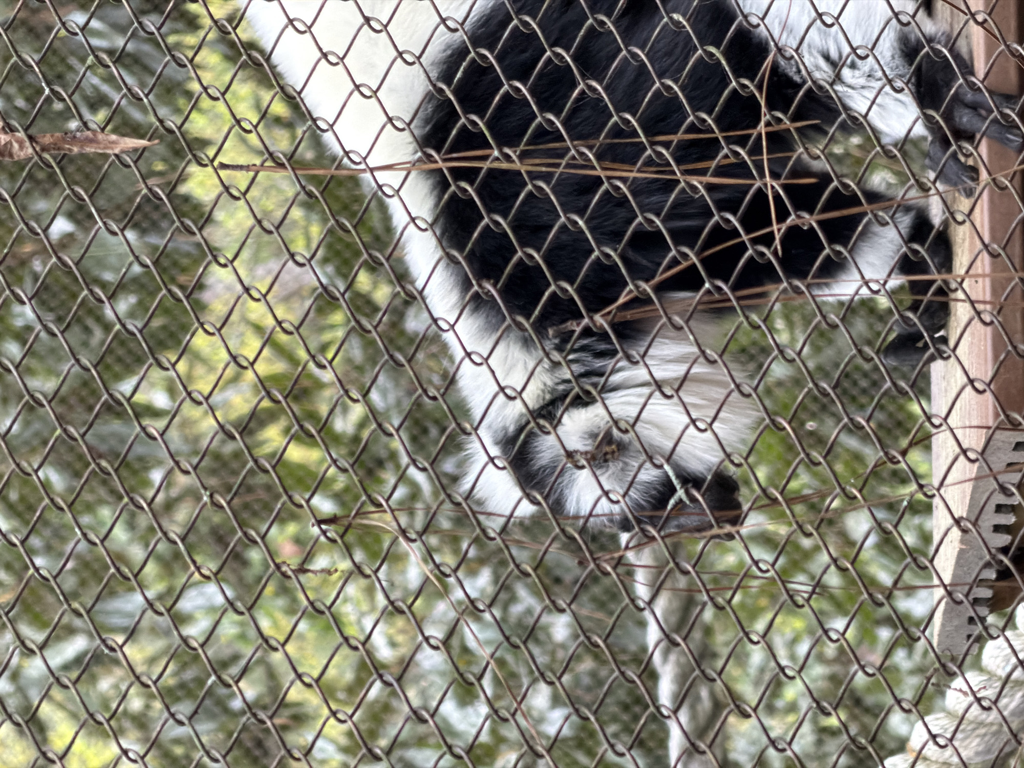 A black and white ruffed lemur is photographed from a high angle, looking down through a chain-link fence. The lemur's head and body are visible, and it is perched near a wooden structure. The background is out of focus, showing greenery and possibly other features of the lemur's enclosure. The photo appears to have been taken at the Atlanta Zoo in Atlanta, Georgia, United States.