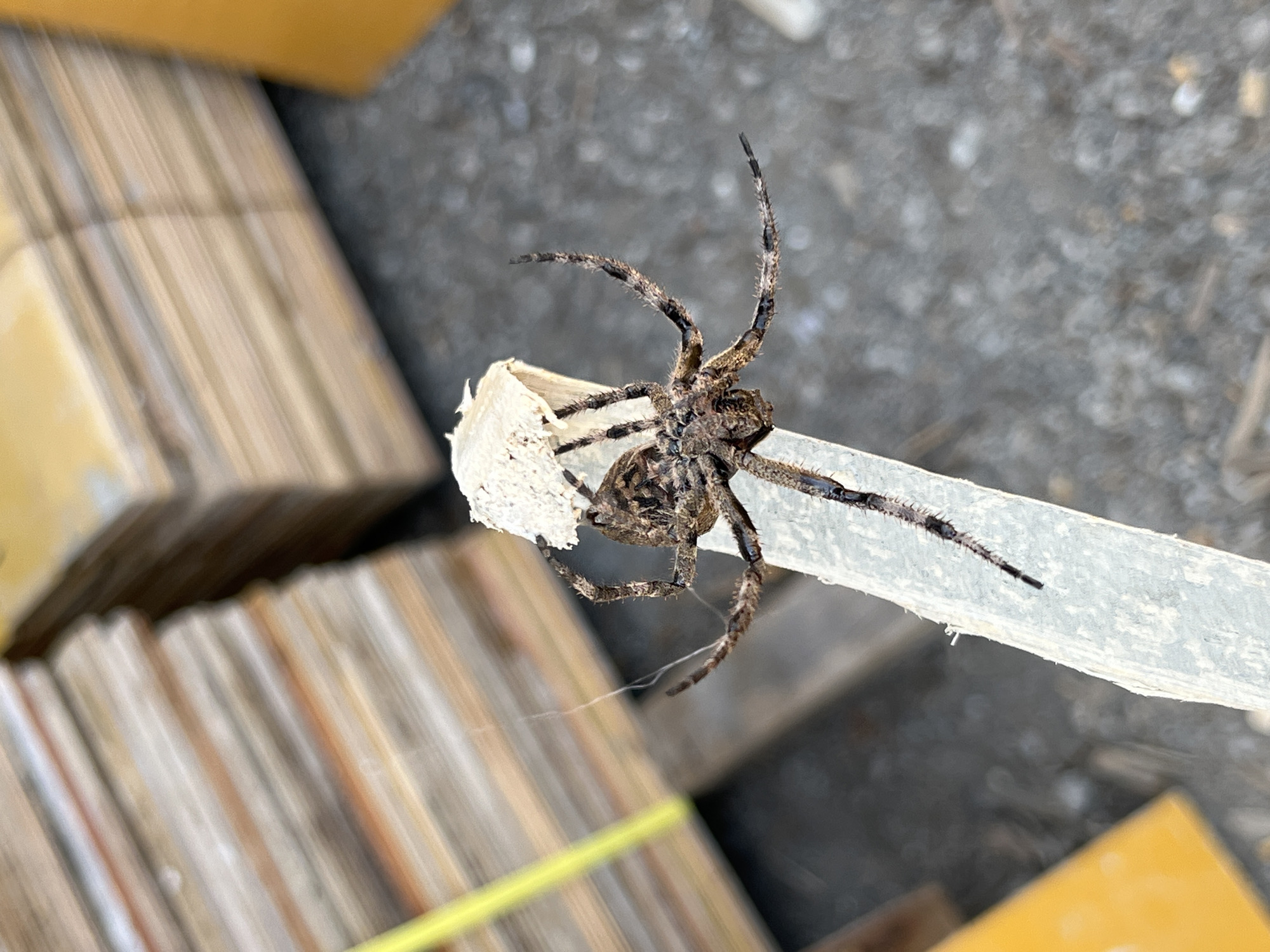 A close-up, eye-level shot shows a spider clinging to a white, roughly textured object which is positioned diagonally across the frame. The spider is dark brown and gray with prominent, hairy legs spread out. Its body is covered in a mottled pattern of dark and light markings. A thin strand of spider silk is visible extending to the left of the frame.
In the background, out of focus, are stacked wooden planks, some with horizontal bands of lighter and darker wood, appearing to be a construction material or stored lumber. To the left of the planks, a bright yellow-green strap or piece of tape is visible. A blurry yellow object is partially visible on the far right. The ground beneath appears to be a gravel or dirt surface. The overall scene suggests an outdoor setting, possibly a construction site or storage area in Sayama, Japan. No people are present in the image.