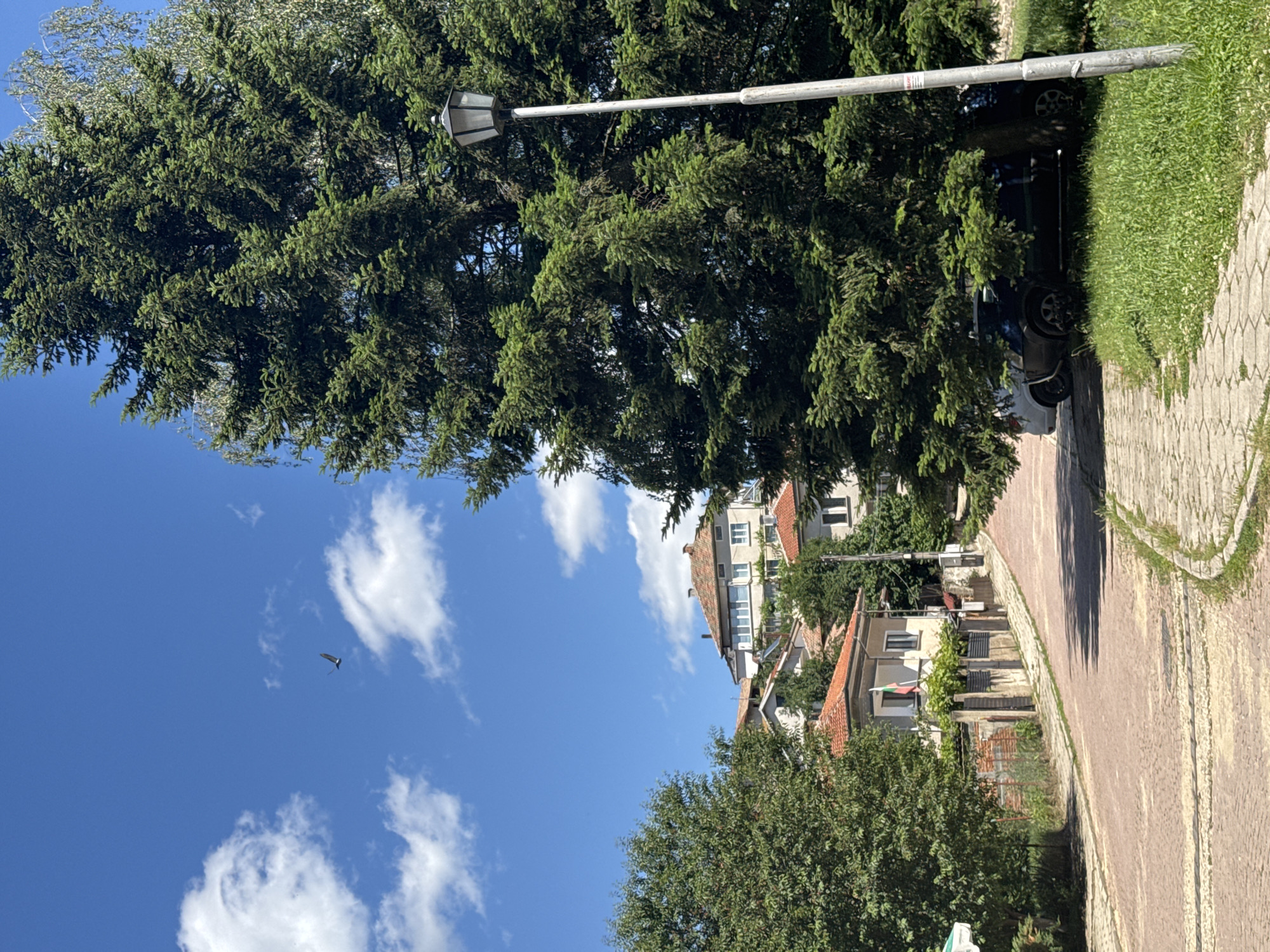 An upward, medium shot captures a street scene in a town on a sunny day. The sky is bright blue with scattered white clouds, and a lone bird is visible in flight. In the foreground, a large evergreen tree with dense branches dominates the right side of the frame. A lamppost stands to the right of the tree. The street is paved with reddish cobblestones, and a lighter-colored stone path runs along the right side. In the background, a cluster of houses with terracotta roofs are nestled on a gentle slope. Some of the houses have multiple stories and visible windows. A smaller evergreen tree is situated on the left side of the street, partially obscuring a view of more houses and greenery. Two cars are parked partially obscured by the large evergreen tree on the right. The overall scene suggests a quiet residential area.