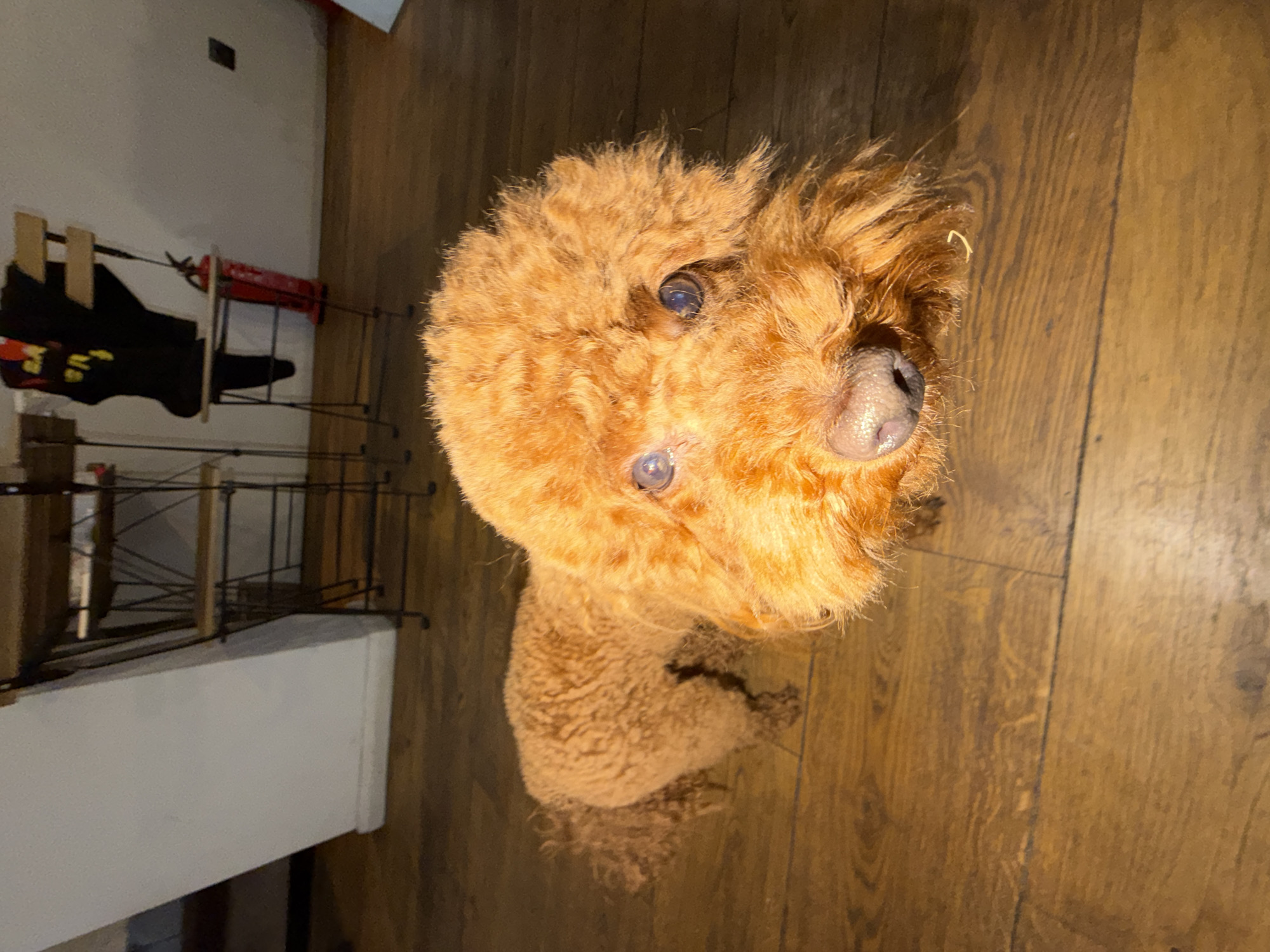 A high-angle shot depicts a brown poodle indoors on a wood floor. To the left, blurred and out of focus, is a white structure with a black metal rack, on which a red fire extinguisher and other items are situated. The dog is centrally positioned, looking upwards, with its head tilted slightly to the right. The wood floor has a consistent brown hue. No information suggests this image was taken in Sofia, Bulgaria.