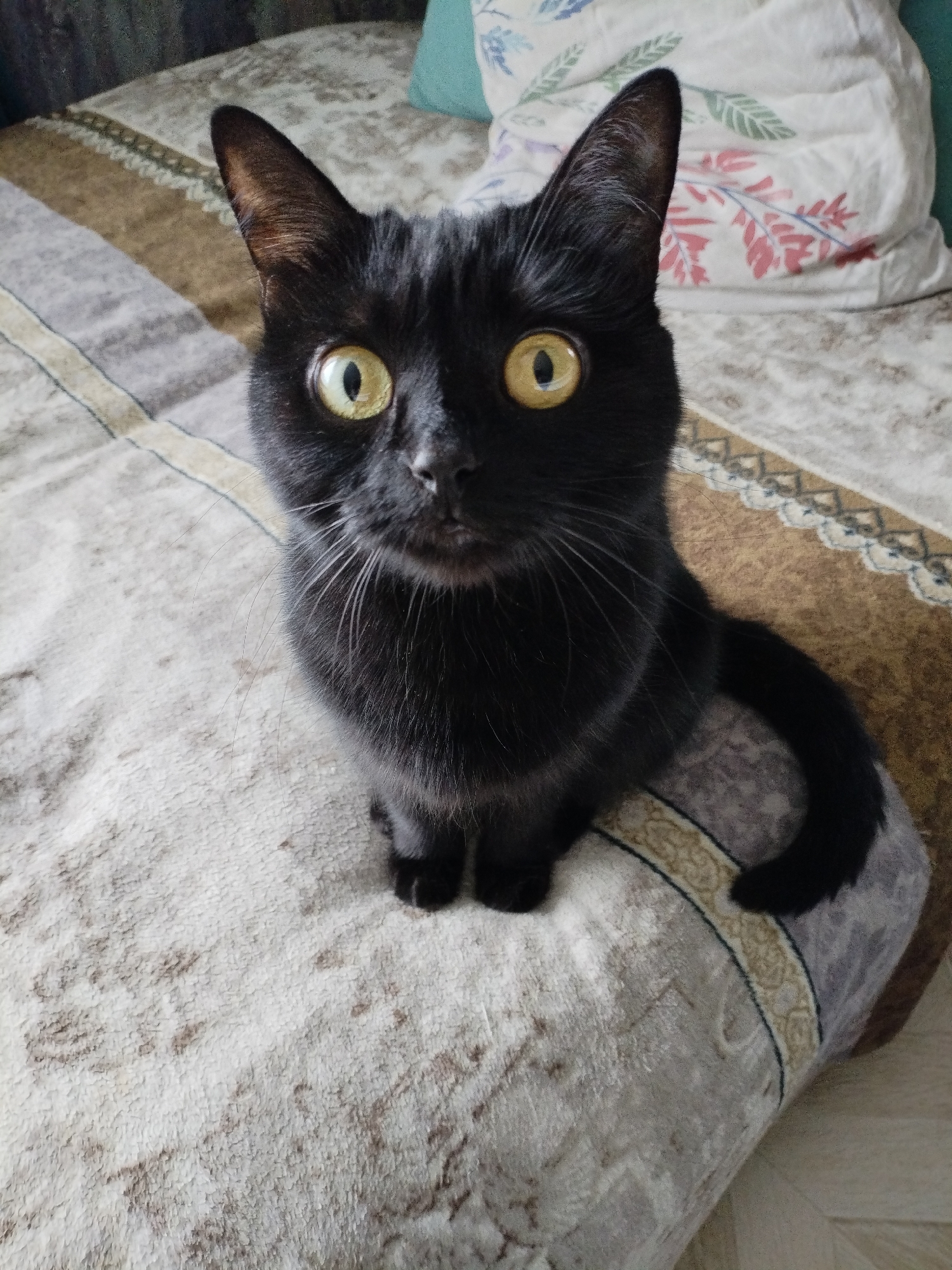 A black cat with large, yellow eyes sits on a patterned bedspread. The bedspread has brown, beige, and grey stripes. A pillow with a floral pattern is visible in the background. The cat is looking directly at the camera.