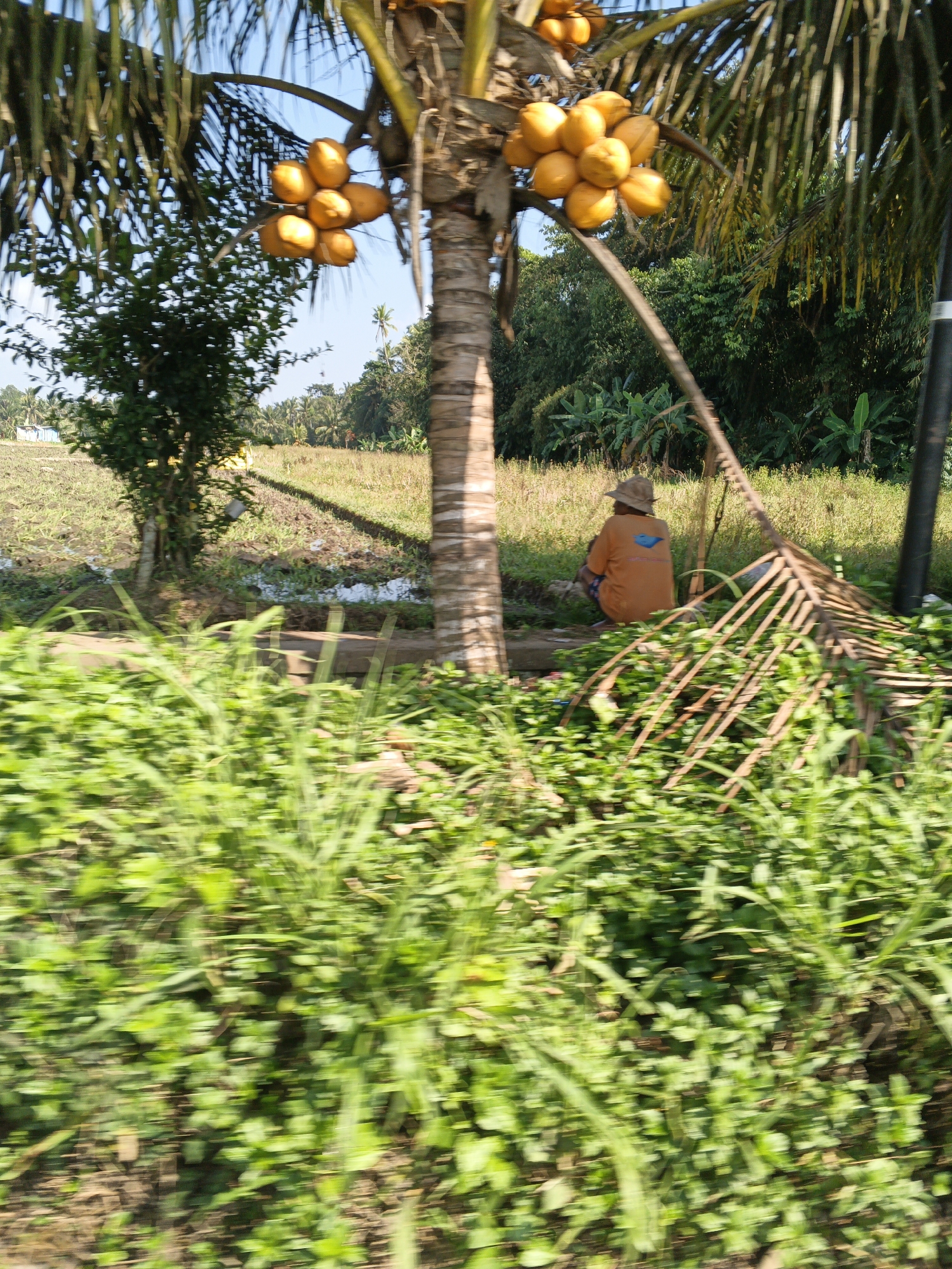 In Abiansemal, Indonesia, a person wearing a straw hat and an orange shirt is crouched in a field of green vegetation. The person is sitting with their back to the camera, facing a cluster of palm trees. A rake made of palm fronds rests on the ground nearby, leaning against a tree trunk. In the background, there is a lush green landscape with more palm trees and vegetation. The sky is clear and blue. The image appears to have been taken from a moving vehicle, as evidenced by the motion blur in the foreground.