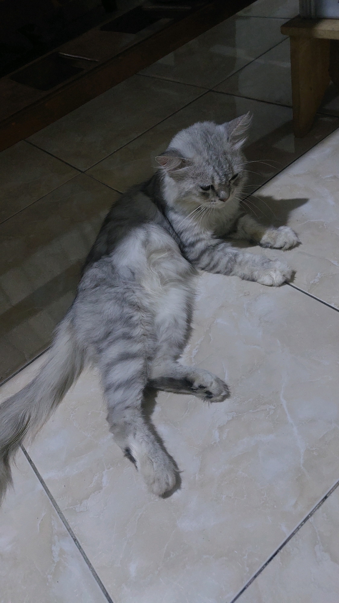 A grey and white striped cat is lying on a tiled floor. The cat is positioned on its side, with its legs stretched out. Its fur is long and appears to be fluffy. The tiles are light-colored with a marble-like pattern. The lighting suggests an indoor environment, possibly at night, with shadows cast on the floor. There are no people visible in the image, and no specific geographical markers are present to indicate the location in Jatirogo, Indonesia.