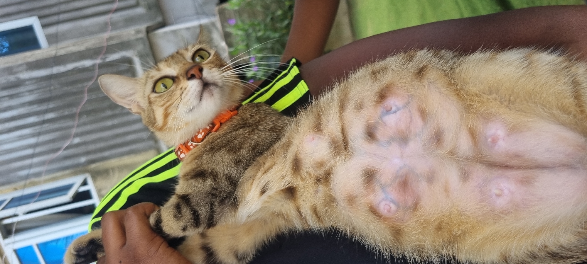 In Ikoyi, Nigeria, a brown tabby cat with green eyes is held by a person, its underside exposed. The cat wears an orange collar with a white floral pattern. The background features a corrugated metal wall, a blue-paned window, and greenery. The cat's abdomen reveals multiple nipples and some faint blue markings. The person's dark skin is visible holding the cat.