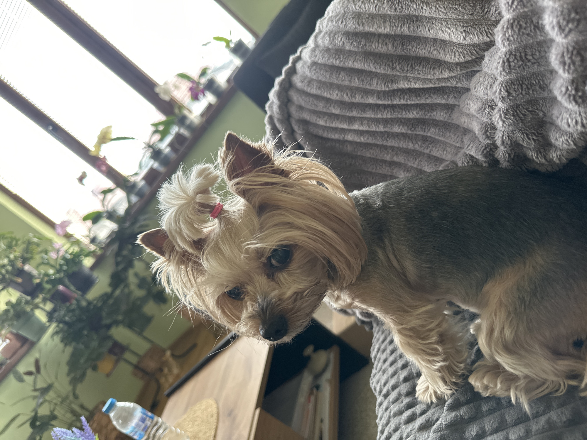 A medium shot depicts a Yorkshire Terrier with a gray and tan coat. The dog has a ponytail secured with a red band. It is positioned on a gray, corduroy-like surface. In the background, a window with plants on the windowsill and a portion of a water bottle are visible. The location is not provided in the image and is not evident in the provided context.