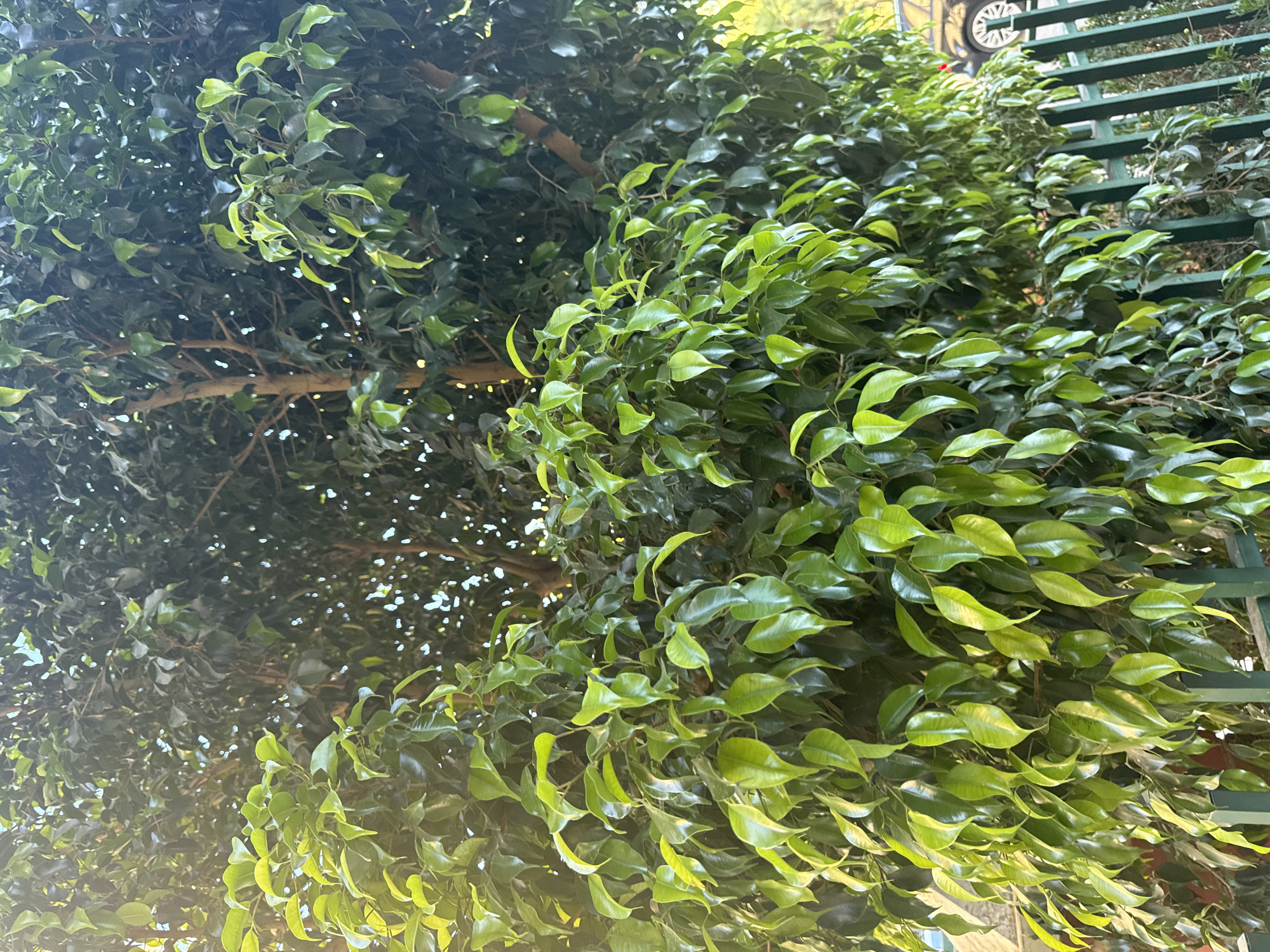 This image depicts a dense, leafy ficus tree with bright green foliage in the foreground, partially obscuring darker green leaves and branches behind it. The tree is illuminated by natural light, creating highlights on the leaves. A dark green metal fence runs horizontally across the bottom of the frame, and through the foliage on the right side, a portion of a black car is visible, including its wheel. The environment appears to be an outdoor setting within a city. Given the context of Murcia, Spain, this scene likely represents a street or a garden area within the city.