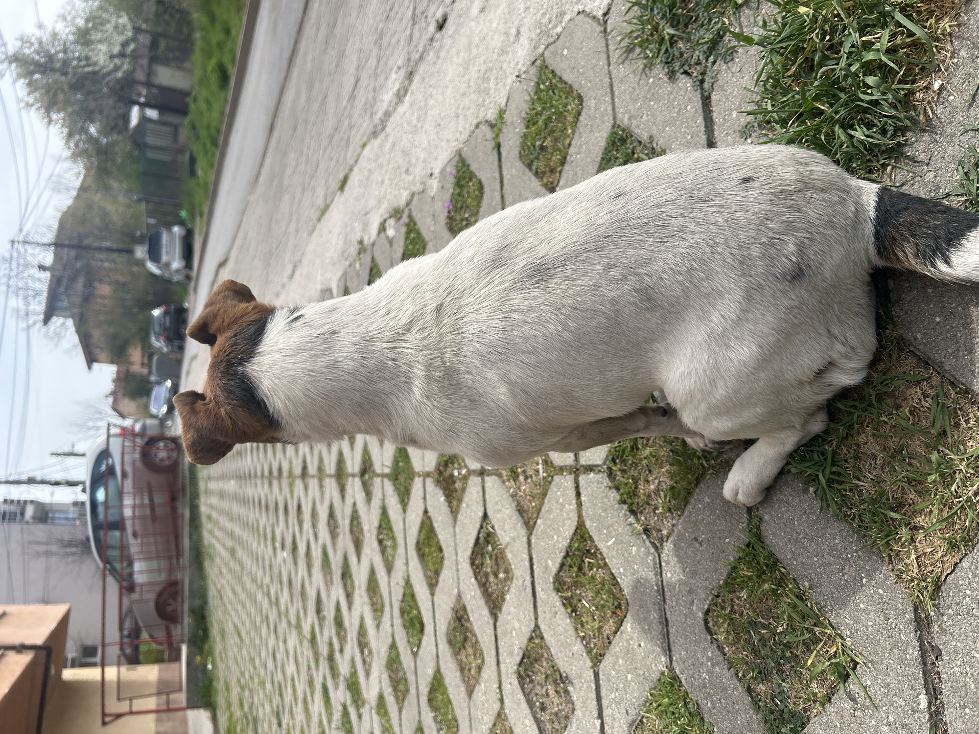 A dog stands on a concrete paver sidewalk with grass growing in the gaps between the pavers. The dog is mostly white with a brown head and a black and white tail. The dog is facing away from the viewer and towards the street. In the background, there are buildings, cars, and trees. The sky is overcast.