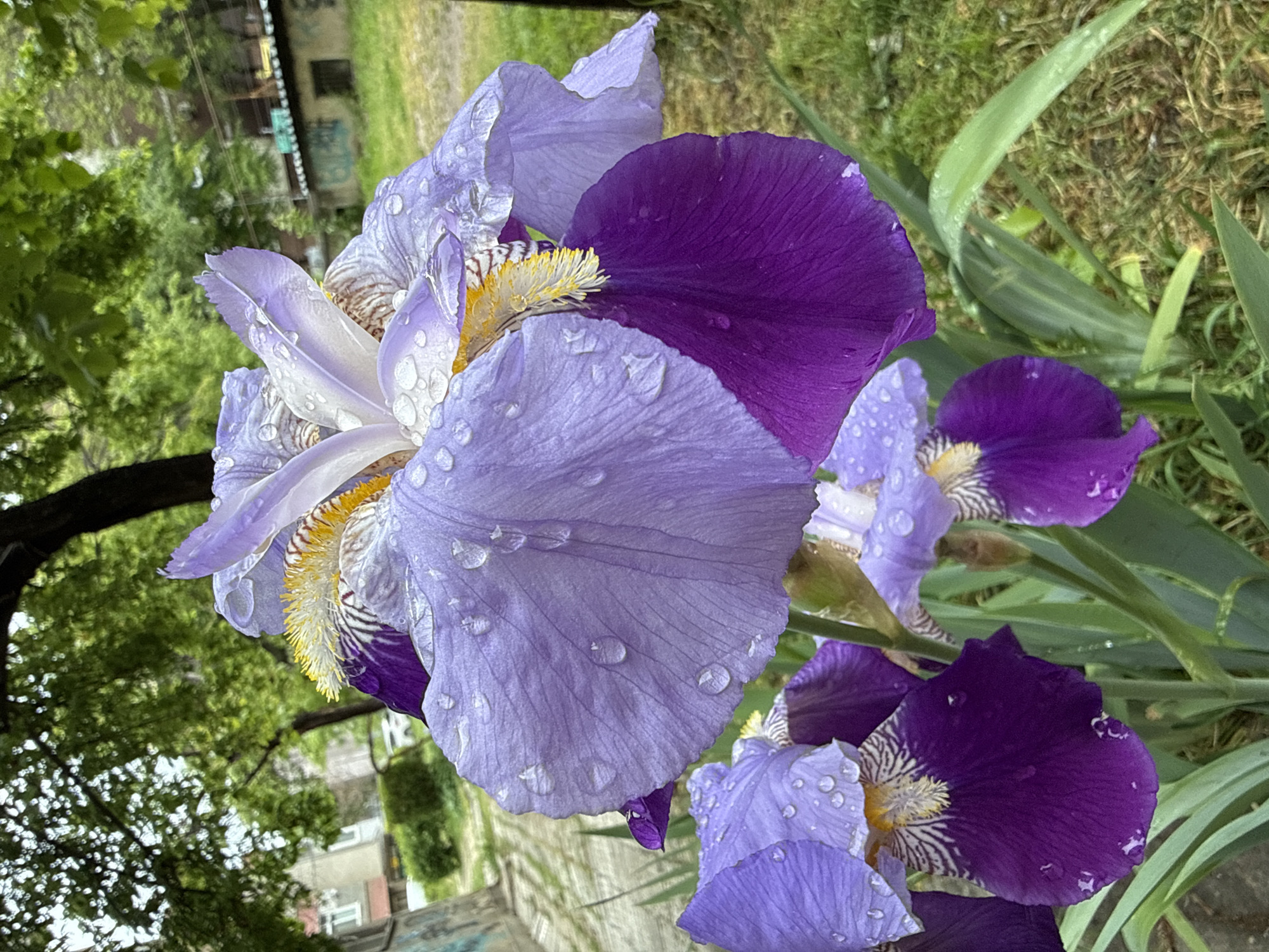 The image shows purple and lavender irises covered in water droplets. The flowers are in bloom, with visible yellow and white stamen. Background shows green grass, leaves, and a building. It is believed the image was taken in Pleven, Bulgaria.