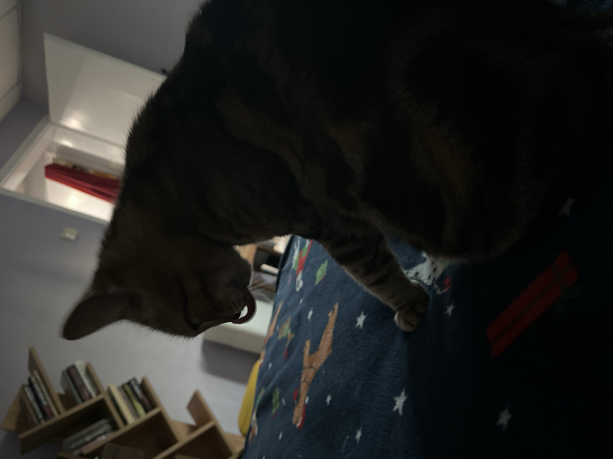 The image shows a close-up of a tabby cat licking its lips while sitting on a dark blue blanket with a pattern of stars and deer. In the background, there is a wooden bookshelf filled with books. To the right, a partially open doorway reveals a red fabric hanging inside a room. The scene appears to be an indoor setting, likely a bedroom, possibly in Ruse, Bulgaria, given the context. The lighting is dim, casting shadows and obscuring details in some areas. No people are visible in the image.