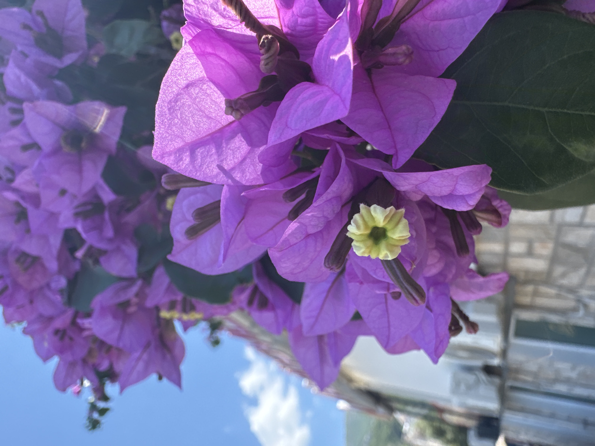 The image displays a close-up view of vibrant purple bougainvillea flowers with a light yellow stamen at the center of one bloom. The flowers are in focus in the foreground, while the background shows a blurry, light-colored building with some green foliage and a bright blue sky with scattered white clouds. The architectural elements in the background suggest an outdoor setting, potentially in a Mediterranean climate. The overall impression is a sunlit, natural scene with architectural context. The location in the city of Trap, Montenegro, is not discernible from the visual information provided in the image.