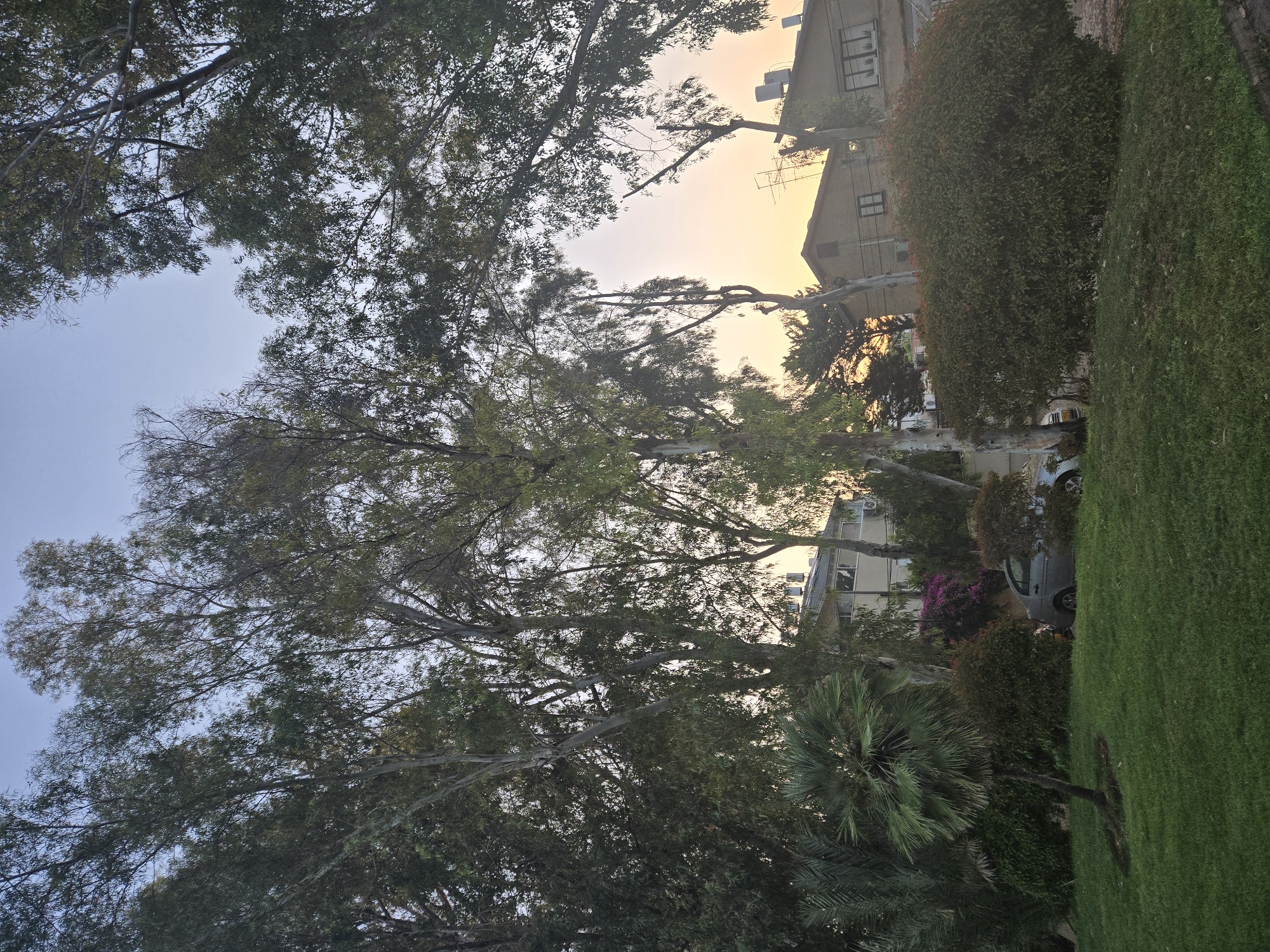 The image depicts a residential area in Herzliya, Israel, at dusk. A lush green lawn occupies the foreground, with a mature palm tree to the left and a large, dense bush to the right. Behind the lawn, several tall trees with thin trunks and sparse foliage dominate the scene, with their branches framing the sky. In the middle ground, a grey sedan is parked partially obscured by vegetation, suggesting a typical suburban setting. Two buildings are visible in the background. The building on the left is a low-rise apartment building with a light-colored facade. The building on the right is a house with a tiled roof, featuring prominent air conditioning units and an antenna on its rooftop. The sky transitions from a pale blue at the top to a warm orange and yellow hue near the horizon, indicating the setting sun. The overall impression is one of a tranquil evening in a well-established neighborhood.