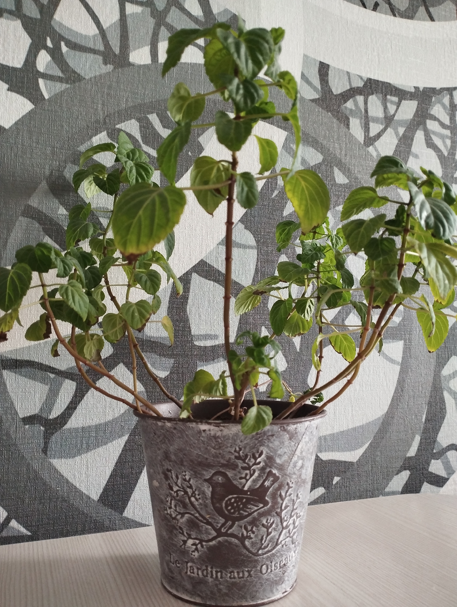 A potted plant sits on a light-colored surface. The pot is grey and features a bird and floral design. The plant has multiple stems with green leaves. The background consists of a grey and white patterned wall covering. The location is Sadovyy, Russia.