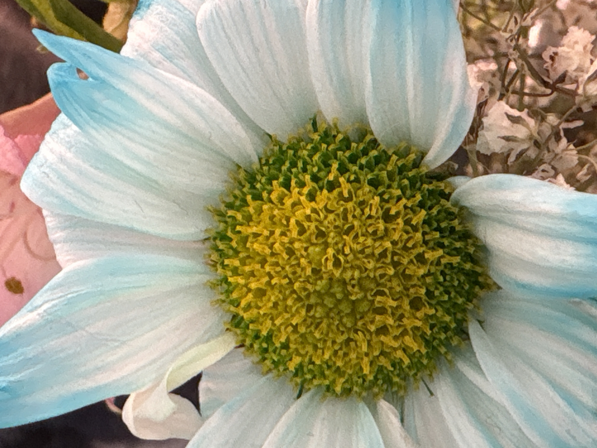 A close-up photograph shows a flower with white petals edged in light blue, surrounding a densely packed center of green and yellow. Additional blurred floral elements are present in the background, out of focus.