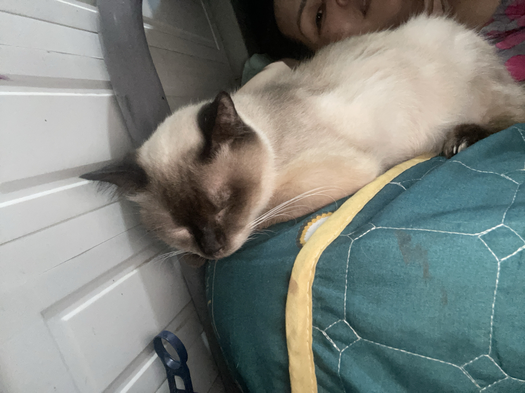 A Siamese cat is resting on a green and gold quilted pillow. A person is also visible in the image. A white, paneled surface is near the cat and pillow. The photo was likely taken indoors. The location is Davao City, Philippines.