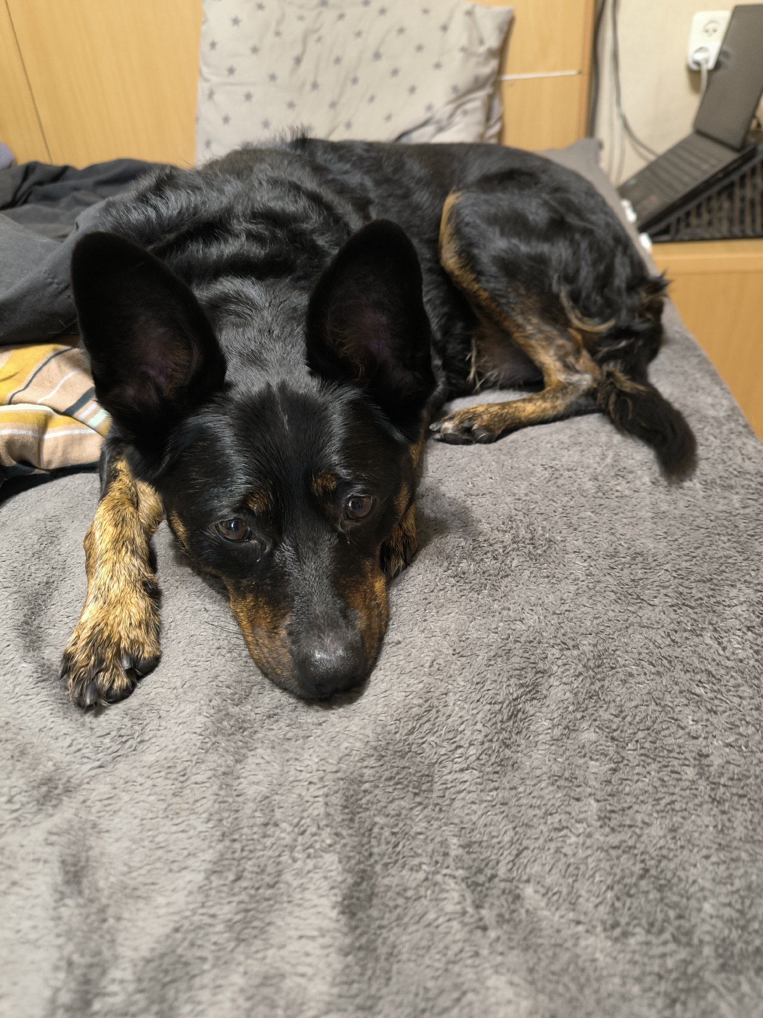 A medium shot, eye-level, interior photograph captures a black and tan dog lying on a plush gray blanket. The dog, a mixed breed with large upright ears and expressive brown eyes, is positioned on its side, facing the camera. Its front left paw rests close to its face, with the rest of its body curled slightly. The background reveals a wooden headboard and a wall-mounted electrical outlet with a plugged-in cord. A laptop is visible on a shelf behind the dog. The scene is consistent with a domestic setting, such as a bedroom, within a city like Mykolaiv, Ukraine.