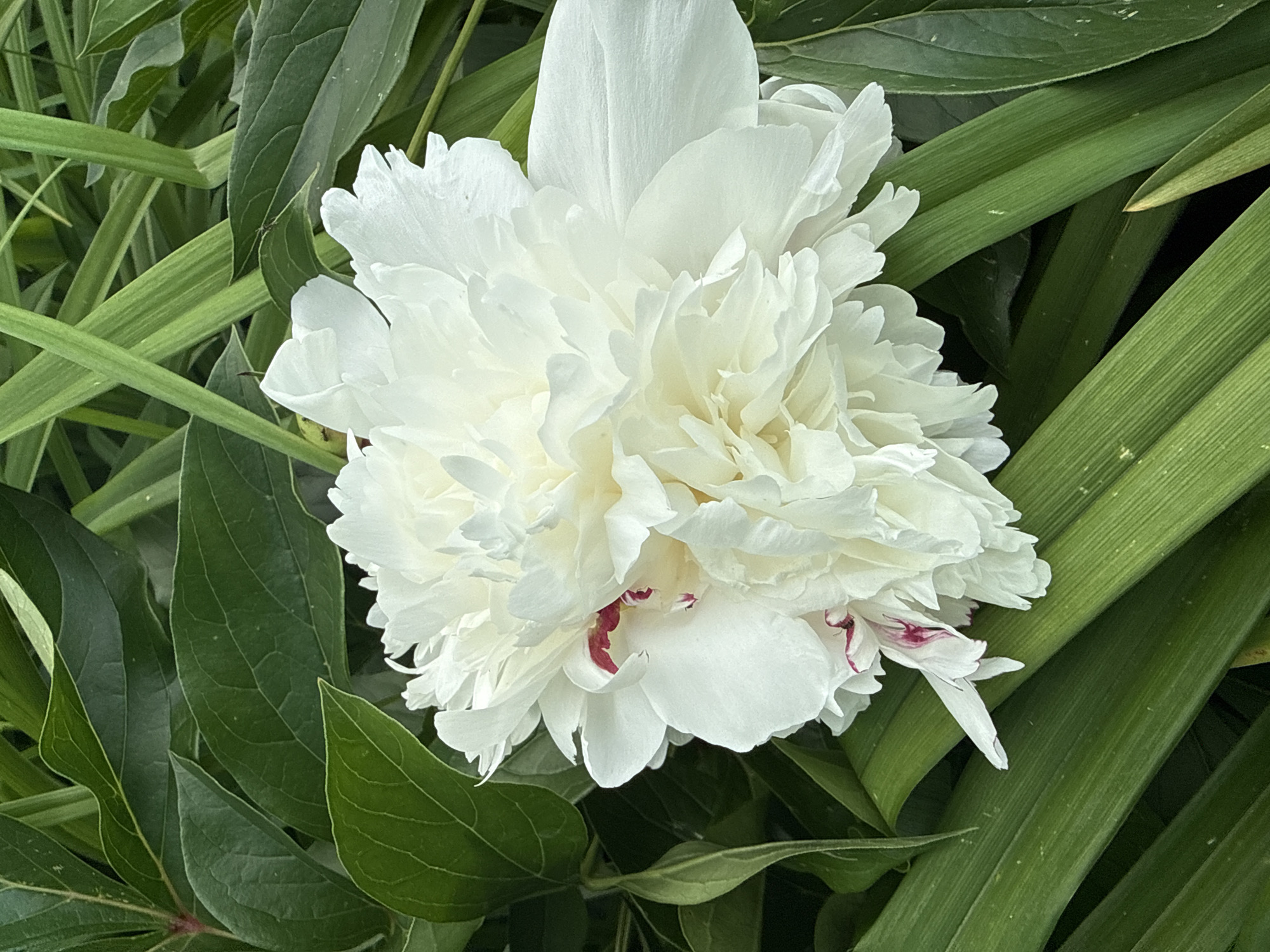A close-up, eye-level, outdoor shot showcases a voluminous white peony flower with delicate, ruffled petals. Some petals display subtle hints of crimson at their edges. The peony is nestled amongst lush, deep green foliage, with some leaves showing intricate vein patterns. The background is softly blurred, creating a bokeh effect. The image captures the floral beauty without any human presence, suggesting a serene natural setting likely in a garden or park. The specific location in Чуй-Атасево, Russia, cannot be determined from the visual information provided in the image.
