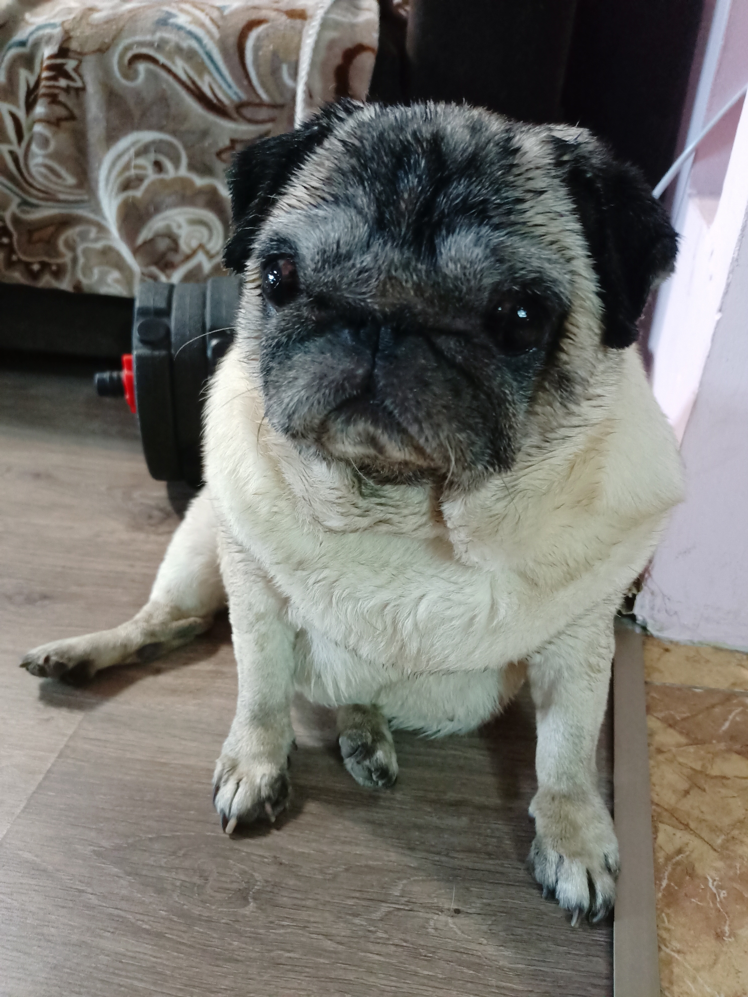A fawn and black pug dog sits on a wooden floor in what appears to be a room. The dog is facing the camera and its fur looks damp. Behind the dog, to the left, a dark-colored weight plate with a red accent is visible. Further in the background, a patterned fabric, possibly a blanket or upholstery, is seen. To the right of the dog, a light-colored vertical surface, possibly a wall or door frame, is present. The floor has a wood grain pattern. There are no people in the image. The provided context states the location is Almaty, Kazakhstan, but this cannot be determined from the visual information alone.