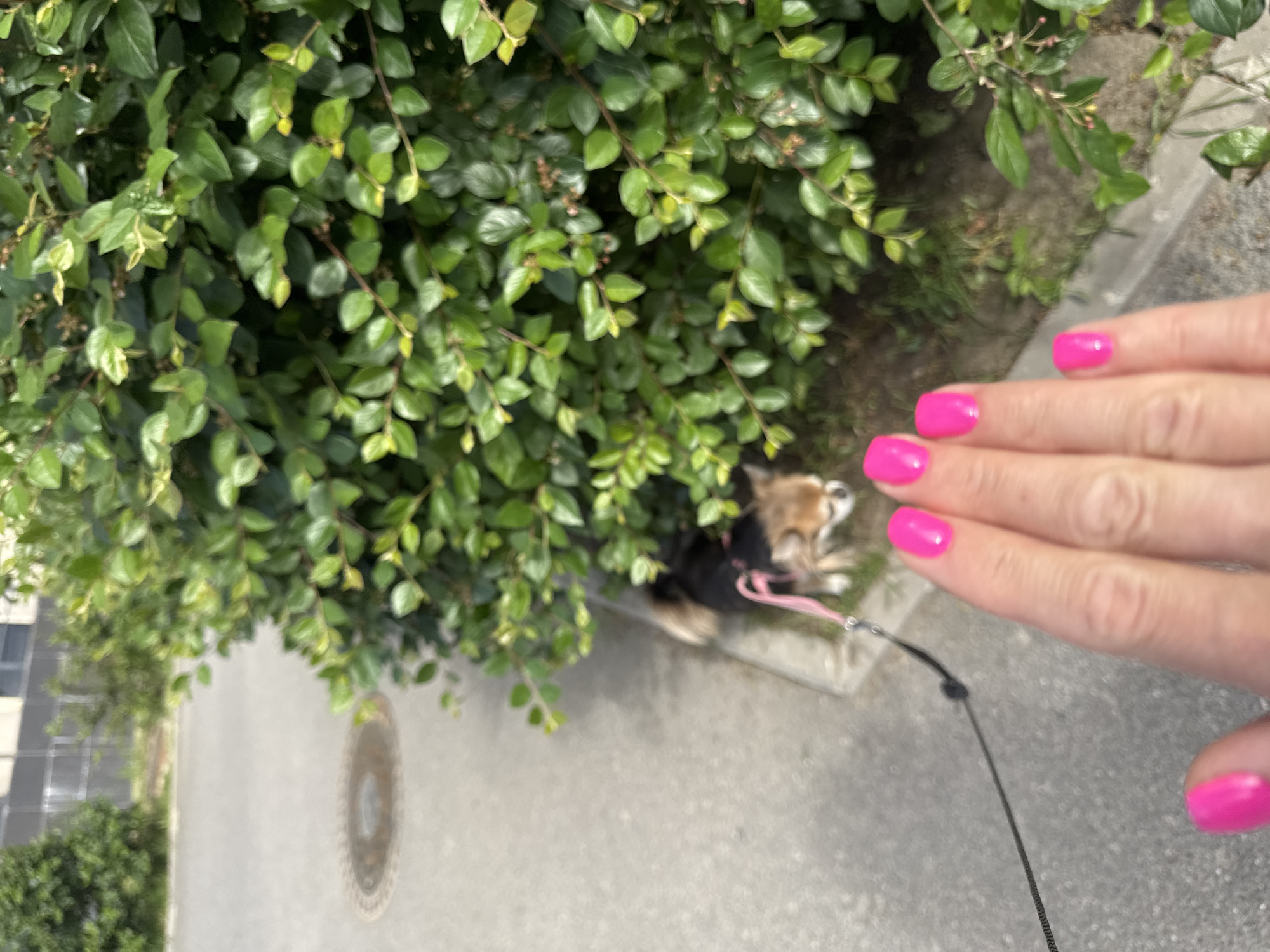 In Saint Petersburg, Russia, a close-up shot captures a hand with bright pink fingernails, positioned in the foreground. A black leash extends from the hand towards the left side of the frame. In the mid-ground, a small dog, primarily black with tan markings, stands on a grassy area near a dense green bush. The dog is wearing a pink harness and is attached to the leash. The background shows a paved area, possibly a sidewalk or street, with a circular metal grate. Beyond that, a building with windows is visible.
