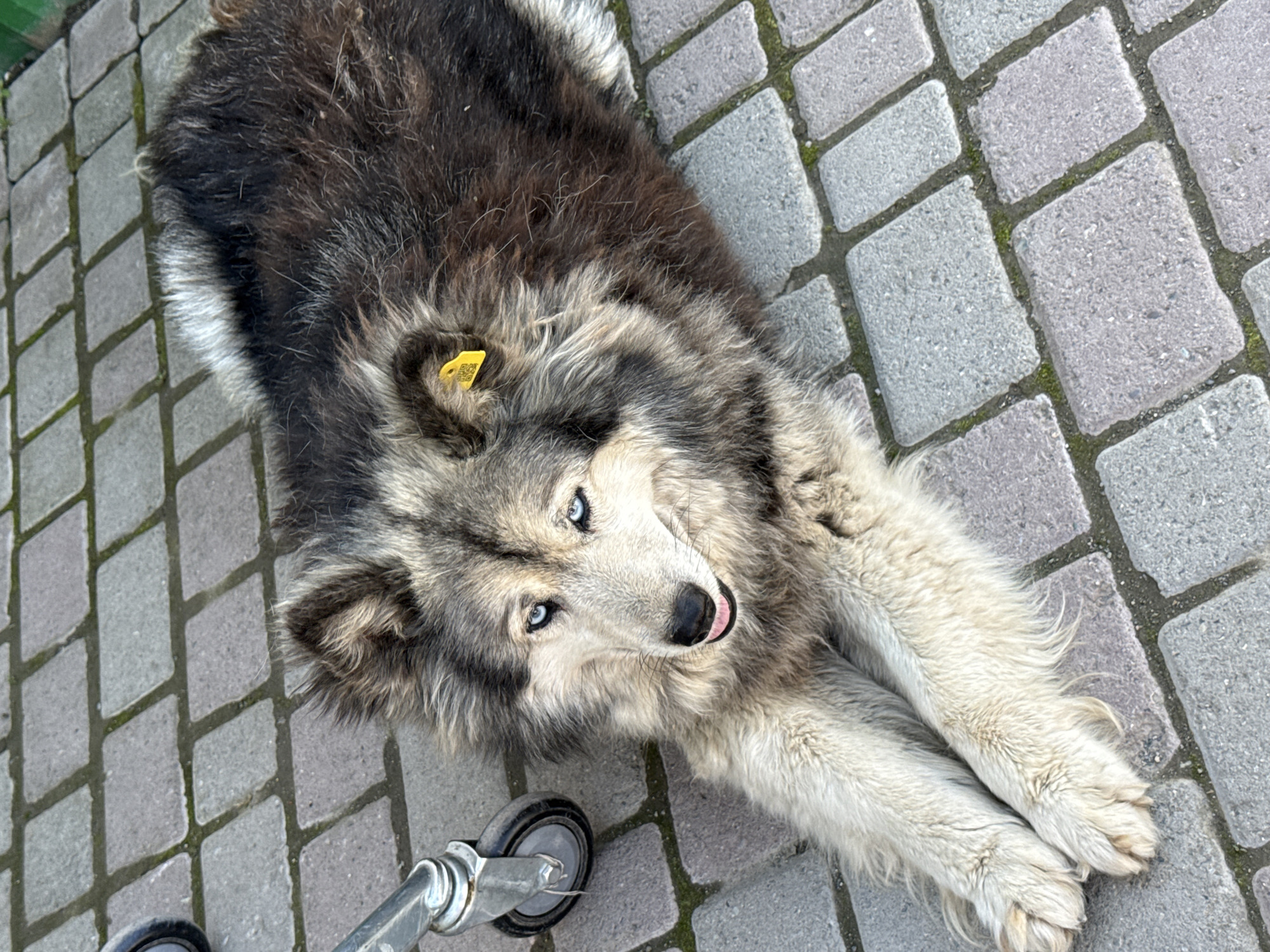 A husky dog with blue eyes lies on a paved surface, possibly a sidewalk or courtyard. The dog has a multi-colored coat of grey, black, and white fur. A yellow tag with a QR code is attached to its fur behind its ear. To the left of the dog, a metal caster wheel is visible, suggesting the presence of some form of equipment, perhaps a cart or a medical device. The paving stones are a mix of grey and lighter tones, with some green moss growing in the gaps between them. The overall setting appears to be an outdoor urban or semi-urban environment in Onguday, Russia, given the context provided. The dog's posture and expression suggest it is resting or waiting.