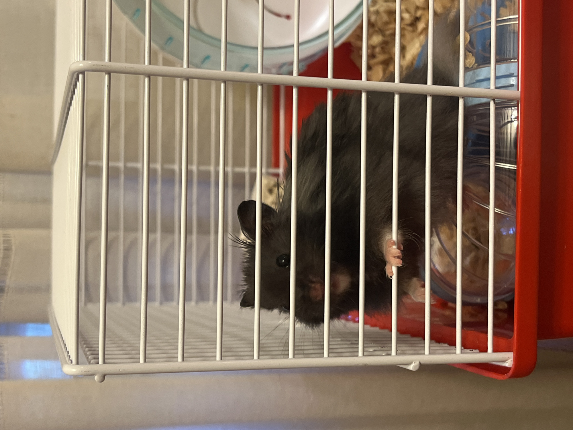 A black hamster is peeking through the bars of its white wire cage, which has a red plastic base. The hamster's head and front paws are visible. It has dark eyes and small ears. The background is out of focus and appears to be a room with a curtain. There is bedding material and a portion of a hamster wheel visible inside the cage. The scene is indoors.