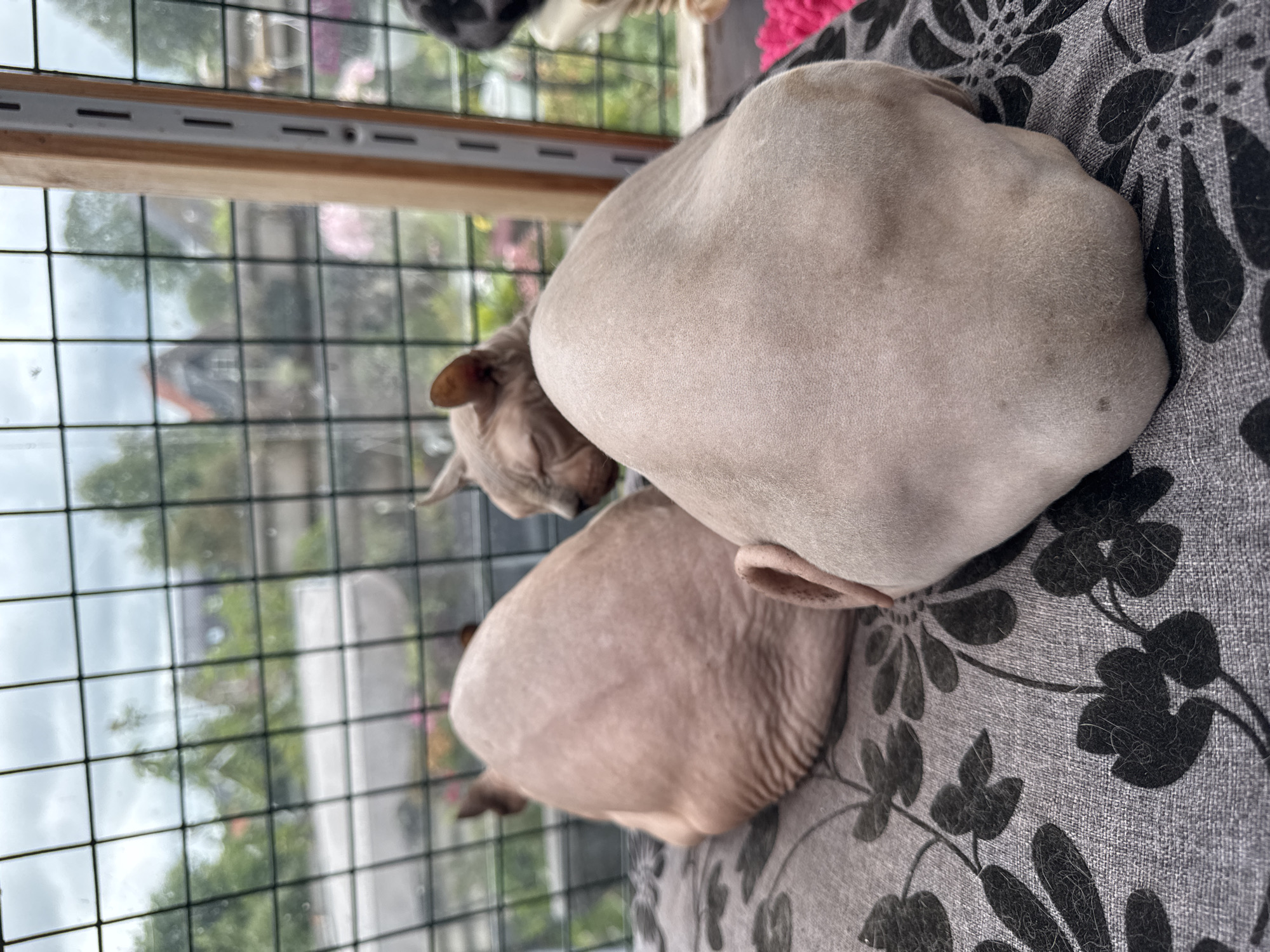 Two hairless cats are resting on a gray textile cushion patterned with dark, stylized foliage. The cat in the foreground is oriented with its dorsal side facing the camera, exhibiting light beige skin with discernible wrinkles and a singular dark macule on its lower left flank. Its left ear is visible. The second cat is positioned behind and to the left of the first, its head turned to the right, showing a profile with closed eyes and a prominent ear. The background reveals an outdoor scene viewed through a rectangular wire mesh screen or window, suggestive of a contained environment like a "catio" or a secured window overlooking a garden. The sky is overcast. Beyond the mesh, blurred green vegetation and distant structures with peaked roofs are discernible. A vertical wooden structural element containing metal slotted channels is present on the right side of the frame. A fragment of bright pink fabric is visible in the lower right corner, adjacent to the foreground cat. The scene takes place in the city of Unknown, Unknown.