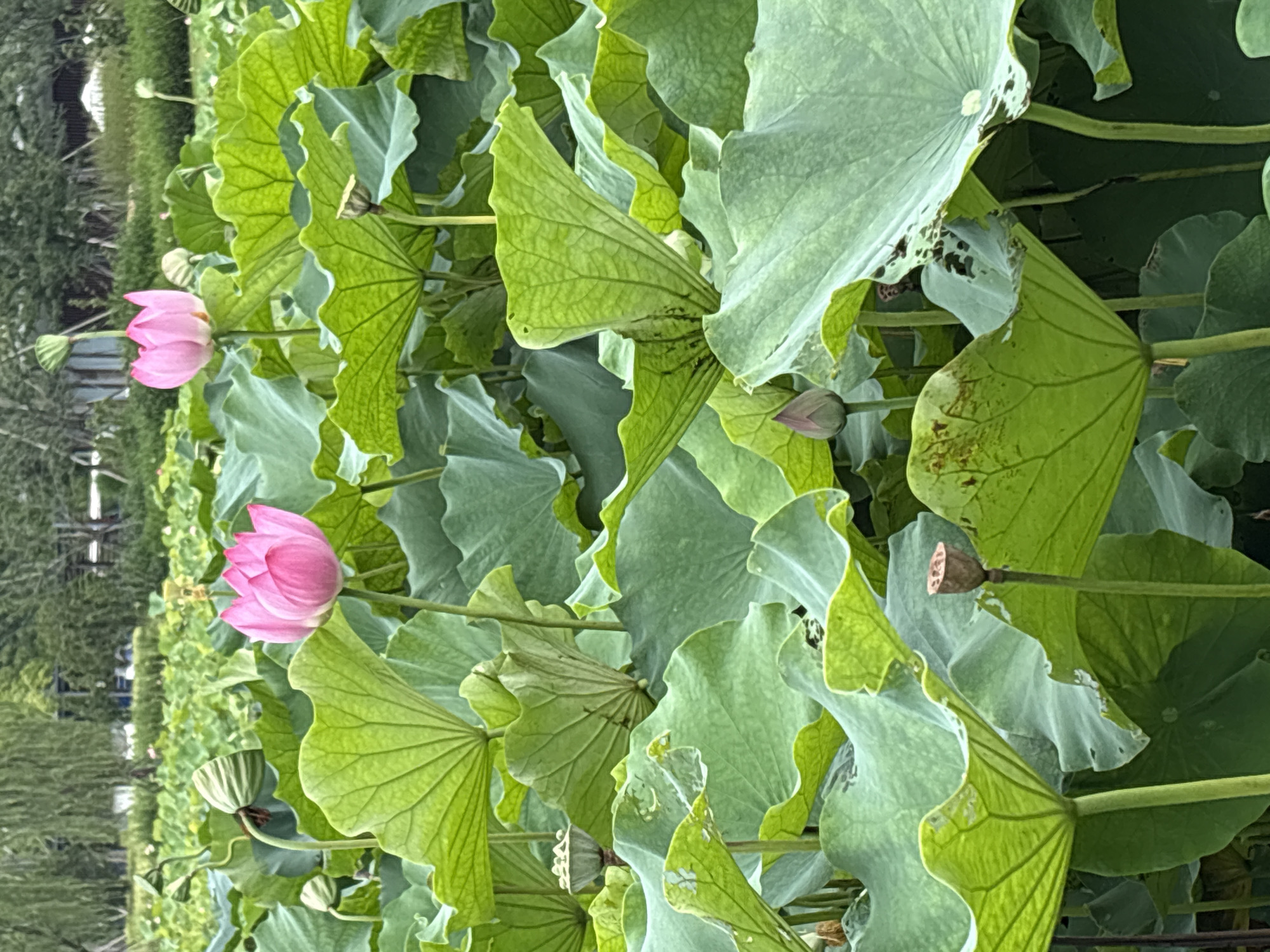 The image depicts a close-up view of a lotus pond, likely within the city of Pudong, China, given the context. The foreground is dominated by lush, large green lotus leaves with visible veins, some appearing weathered and torn. Several pink lotus flowers are in bloom, with one fully open and two partially open or in bud stages, scattered amongst the foliage. Some dried seed pods are also visible. In the background, the scene transitions to a more blurred, softer focus with hints of trees and possibly some man-made structures, suggesting a park or garden setting. The overall impression is one of natural beauty and tranquility.