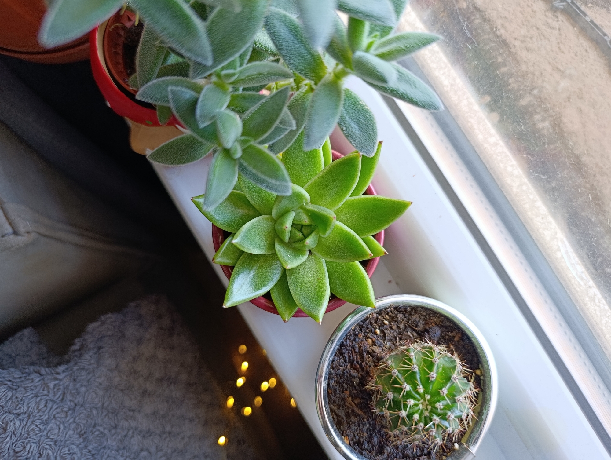 An overhead, high-angle, full shot shows a collection of potted succulents and a small cactus on a windowsill. The plants are arranged on a white ledge, with a soft, textured gray fabric to the left and a window with diffused light to the right. A string of warm, bokeh lights is visible on the dark surface below the ledge. In the foreground, on the right, a small, green cactus with prominent yellow spines sits in a silver pot filled with dark soil. To its left and slightly behind, a vibrant green succulent with pointed leaves is housed in a red pot. Behind this succulent and slightly out of focus is another fuzzy, green succulent with elongated leaves. The overall lighting suggests a natural light source coming from the window. This scene could be located in a residential setting in Svilengrad, Bulgaria, given the context of the query, though there are no explicit visual cues to confirm this specific location.
