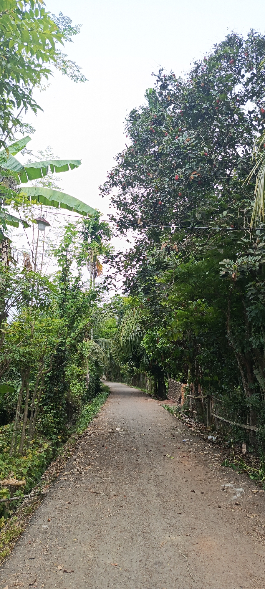 A narrow, paved road stretches into the distance, flanked by lush green foliage and trees. The sky above is overcast. On the right side of the road, a weathered wooden fence runs alongside a dense line of trees, some of which bear red fruit. A small, brown wooden gate is visible within the fence. On the left side, banana leaves and other greenery create a dense wall of vegetation. The road surface is gritty and scattered with fallen leaves and small debris. The scene appears to be a rural or semi-rural setting in Meunasahmesjid, Indonesia, suggesting a quiet, natural environment. There are no people or animals visible in the image.