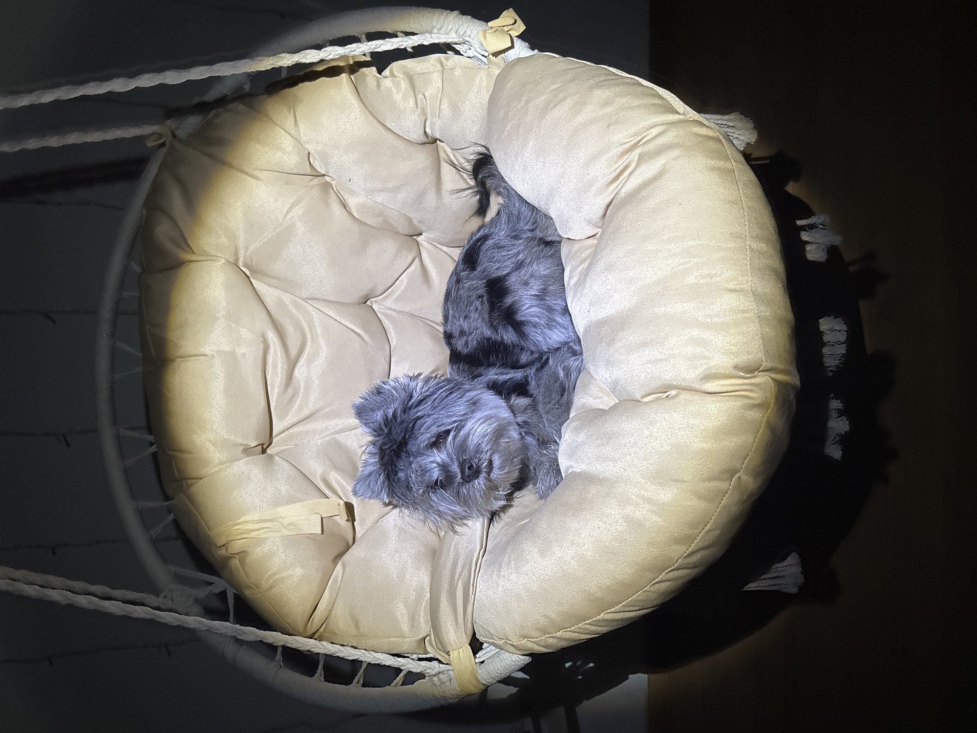 A medium shot shows a gray Yorkshire Terrier curled up asleep inside a beige circular hanging chair cushion. The chair is suspended by white ropes. The lower right corner of the image is dark. The lighting appears to be an interior shot with artificial lighting from above. The setting is unknown, and the image provides no evidence regarding the city of Chaikovsky, Russia.
