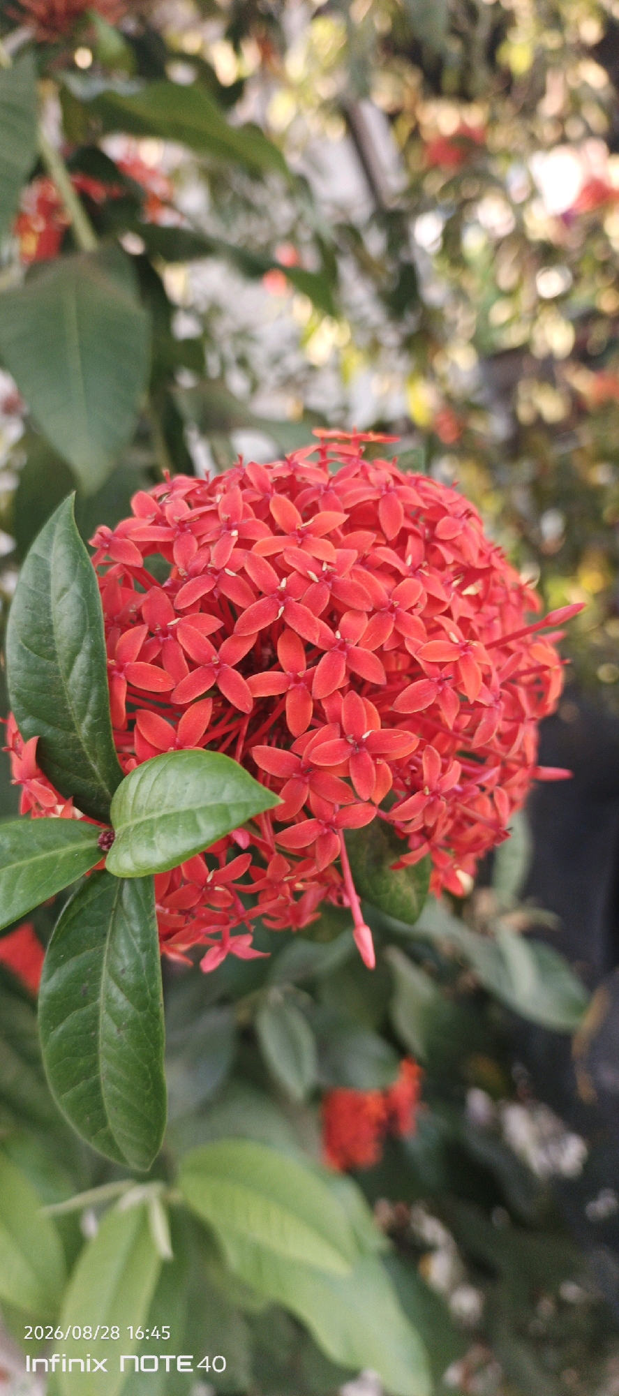 A close-up, vertical, eye-level, outdoor photograph captures a cluster of bright red Ixora flowers in the city of Sidodadi, Indonesia. The flowers are densely packed, forming a spherical shape, with individual blossoms exhibiting four pointed petals. Several lush green leaves surround the flower cluster. The background is softly blurred, suggesting a shallow depth of field, with hints of green foliage and dappled sunlight creating a bokeh effect. A timestamp in the lower left corner reads "2026/08/28 16:45" and a phone model "Infinix NOTE 40".