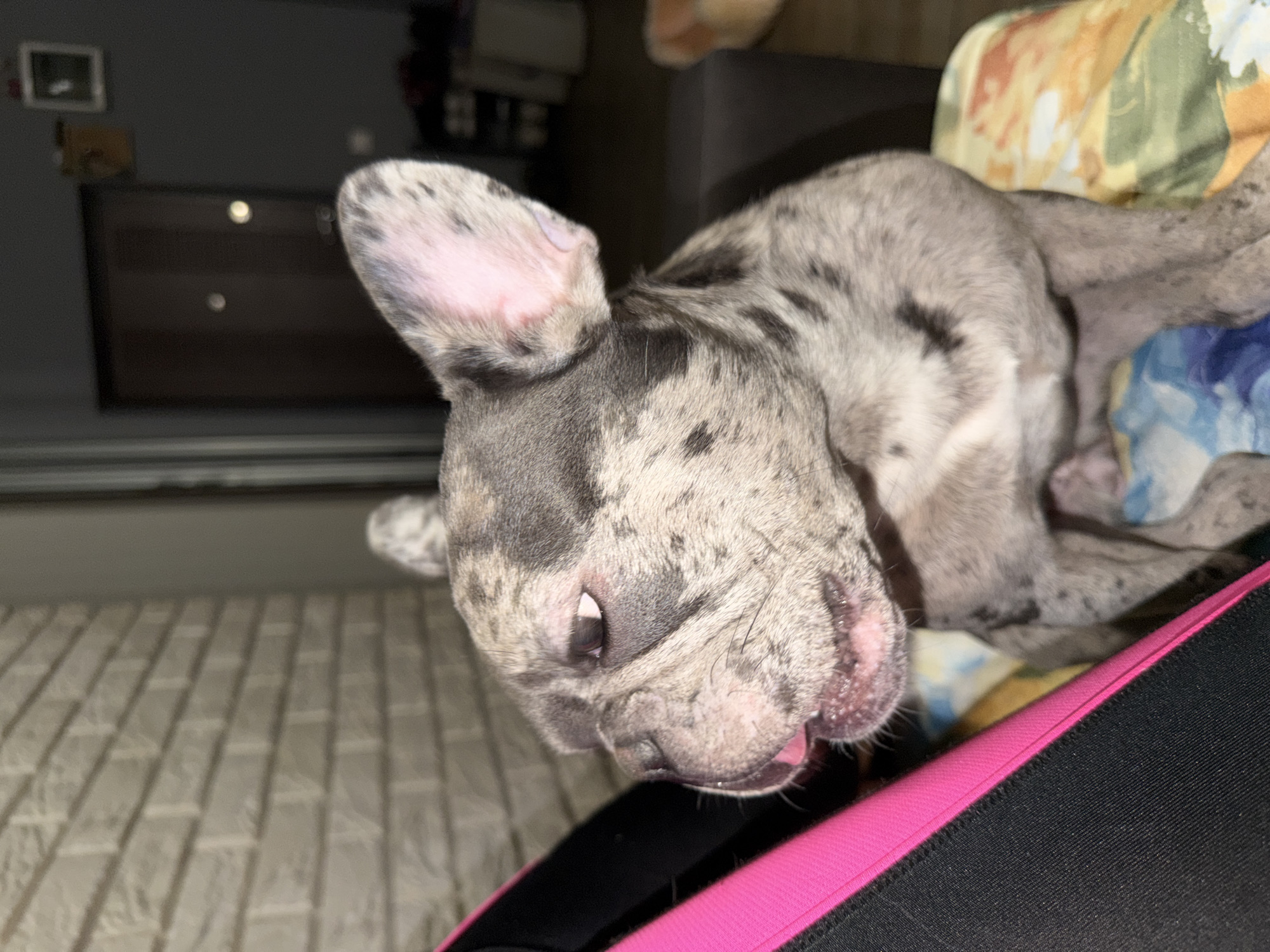 An indoor, close-up, eye-level, medium shot captures a French bulldog with a merle coat pattern, sitting on a patterned blanket. The dog is positioned on the right side of the frame, facing left with its head tilted slightly downwards, tongue extended. A black and pink object, possibly a bag, is visible on the left. The background includes a brick wall and a doorway. The image was taken in Smila, Ukraine.