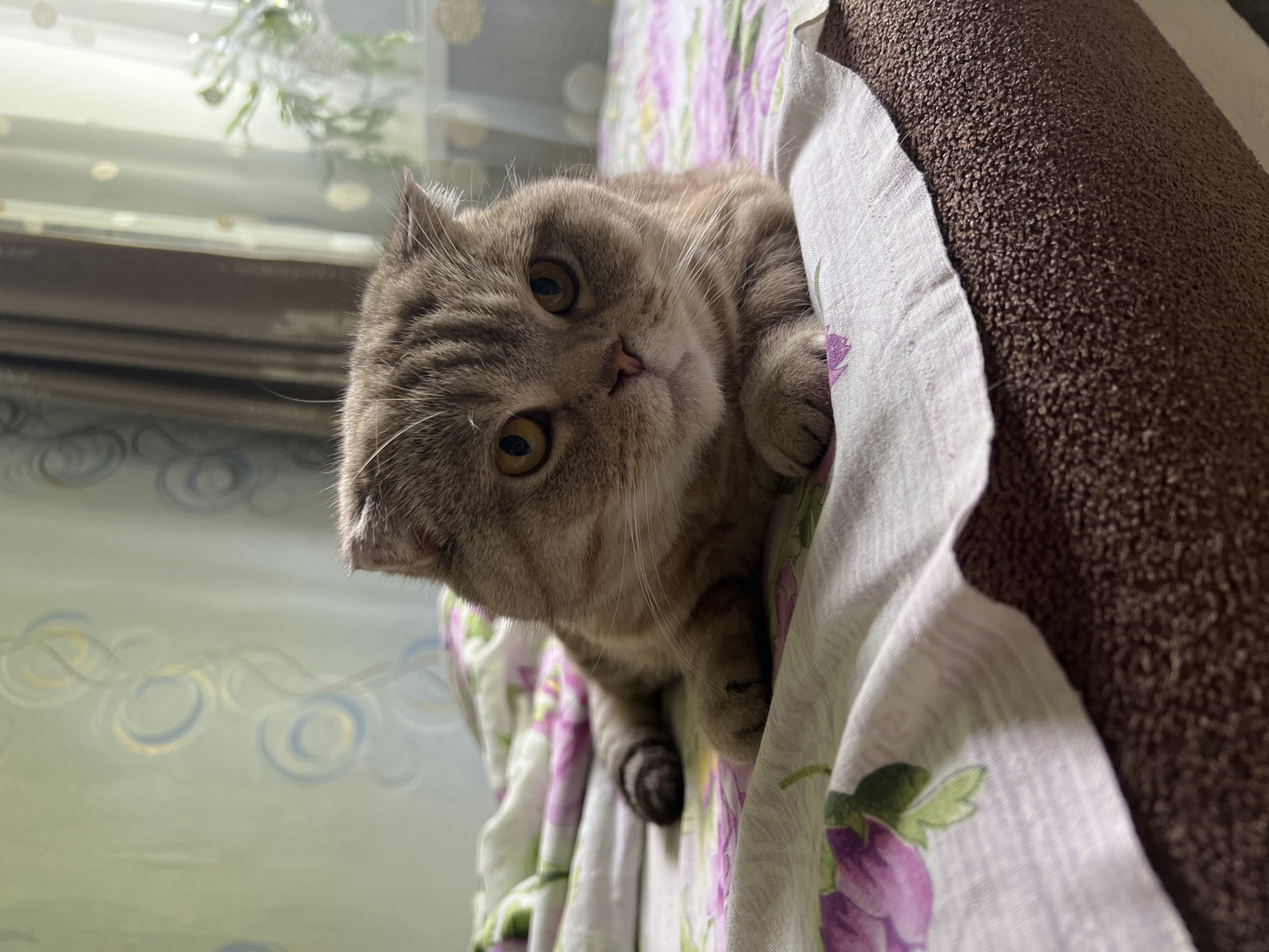 A close-up, eye-level, medium shot shows a Scottish Fold cat lying on a bed with floral patterned sheets. The cat is facing the camera, with its front paws tucked underneath its chest. The cat has grey and brown tabby fur, yellow eyes, and folded ears. The bed is covered with light-colored sheets with a pattern of purple and pink flowers. Behind the bed, there are sheer curtains with a circular pattern. The lighting suggests it is daytime, possibly morning or afternoon, with natural light coming from a window. The image appears to be taken indoors, in a domestic setting. The specific location in Chaikovsky, Russia, cannot be determined from the image alone.