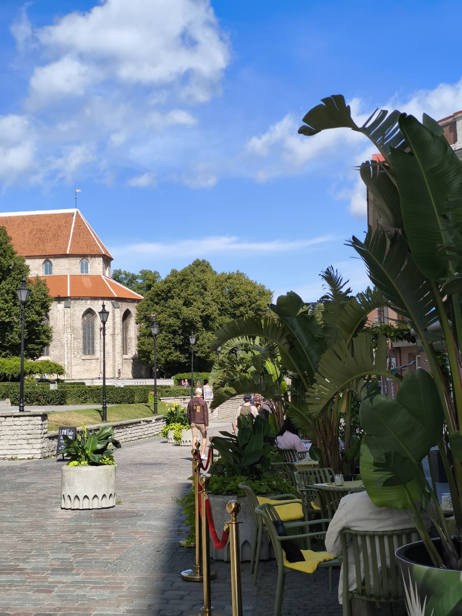 The image depicts a sunlit scene in Tallinn, Estonia, likely in the Old Town, judging by the architecture. In the background, a stone church with a red tiled roof stands prominently, flanked by lush green trees. In the foreground, a cobblestone pathway leads to a cafe area. Several large potted plants, resembling Bird of Paradise, are strategically placed, adding a tropical ambiance. Green outdoor chairs with yellow cushions are arranged around tables, some of which are occupied by patrons. A red velvet rope on gold stanchions demarcates a path. People are seen walking and seated, suggesting a leisurely afternoon. The sky is a vibrant blue with scattered white clouds.