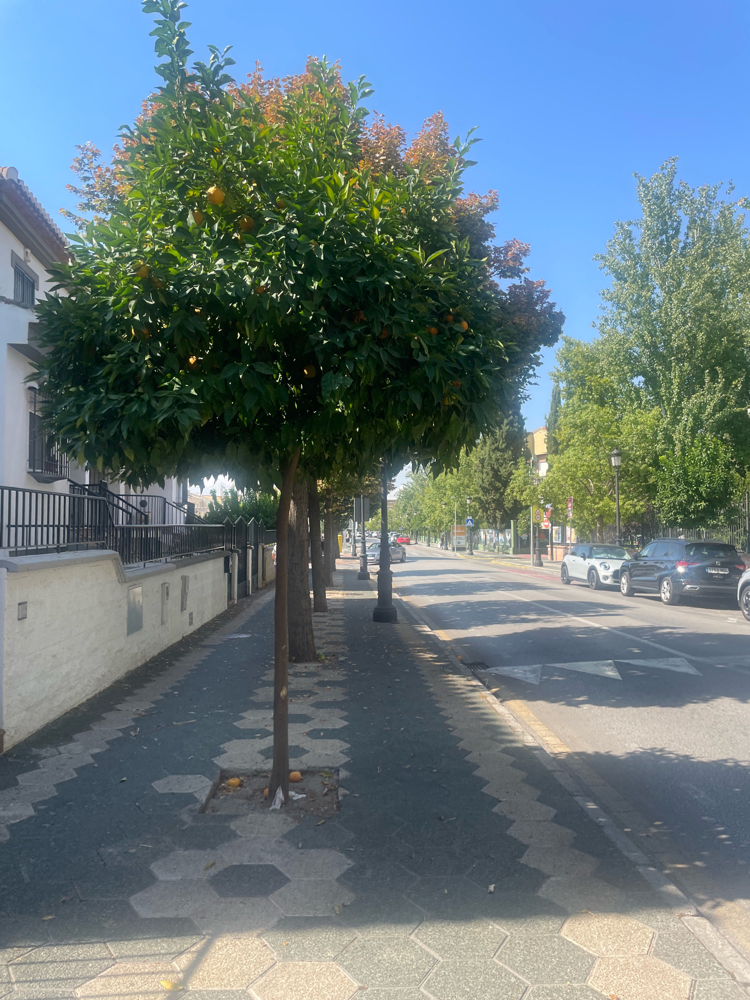 The image depicts a street scene in Atarfe, Spain, on a clear, sunny day. In the foreground, a sidewalk with a hexagonal patterned pavement runs alongside a street lined with trees, some bearing oranges. To the left, a white building with dark railings and stairs is visible, bordered by a low wall. The street itself has cars parked and driving. Streetlights and traffic signs are present along the road, and lush green trees line the opposite side of the street, creating a pleasant urban environment. The overall impression is a well-maintained street in a Spanish town.